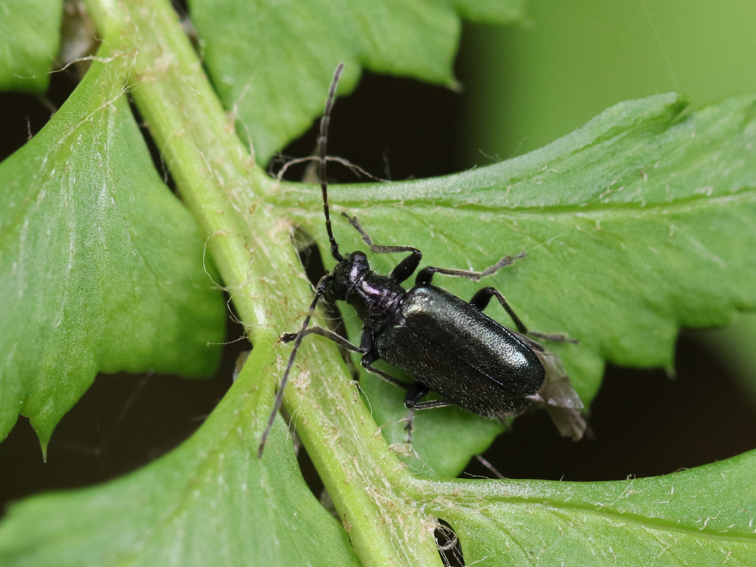 53mm】ルリヒゲノコギリカミキリ 標本ナンベイオオタガメ ハナムグリ