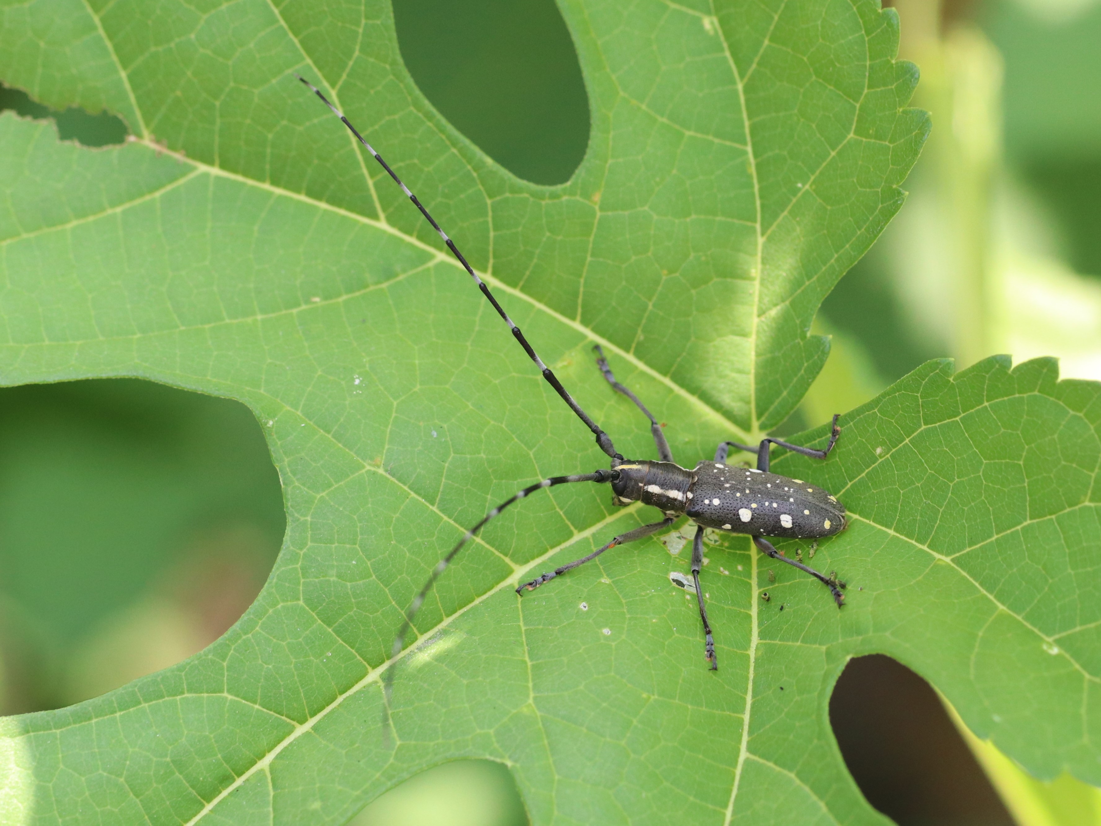 カリマンタン島の美麗カミキリ カリマンタン島の美麗カミキリ 2025年 Camiguin Island - 出発前に知っ
