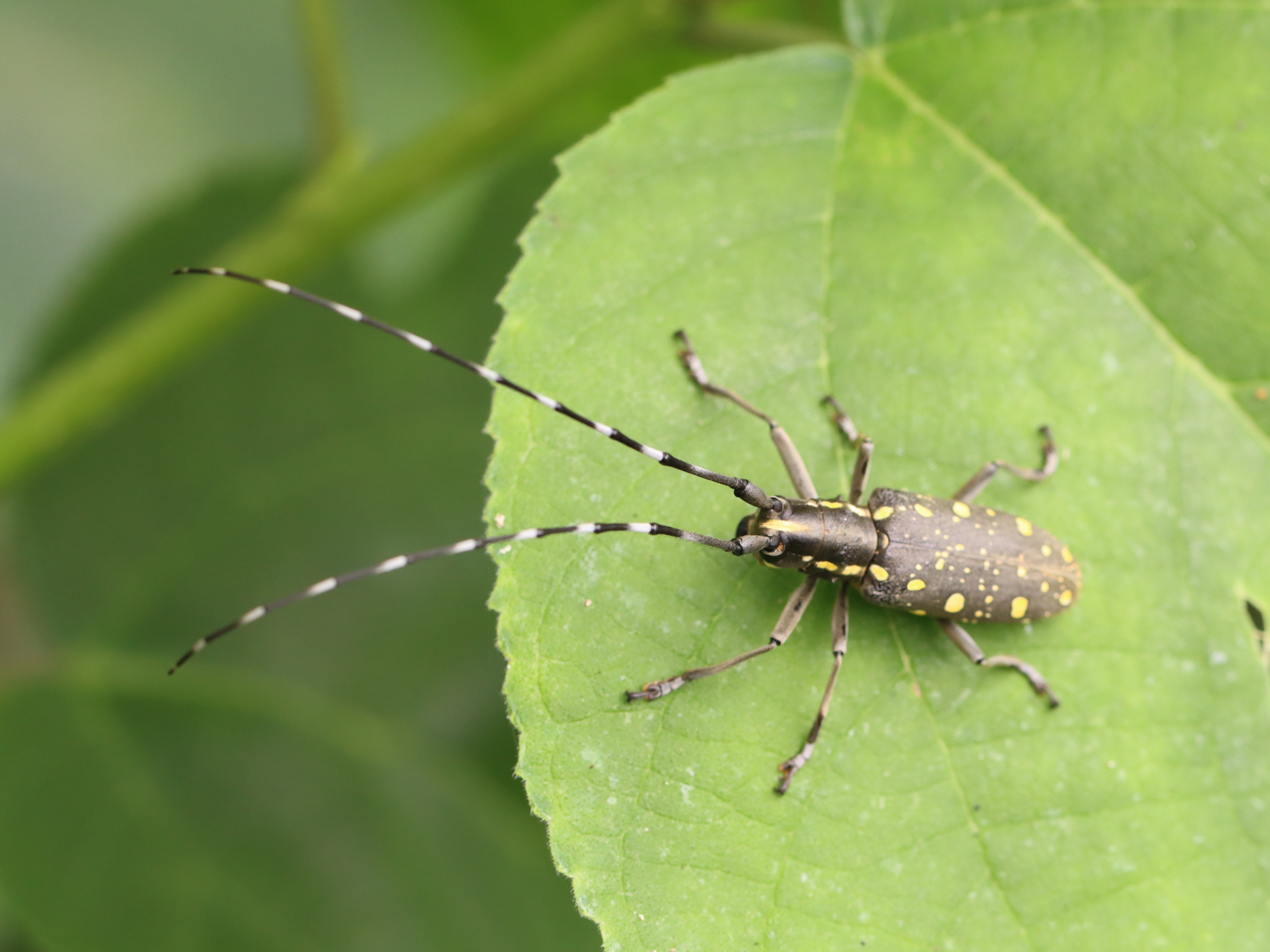 明末清初 昆虫文(キリギリス)青貝 螺鈿 香合 楽天市場】昆虫の標本 ビクトリアンシロスジカミキリ （Bタイプ