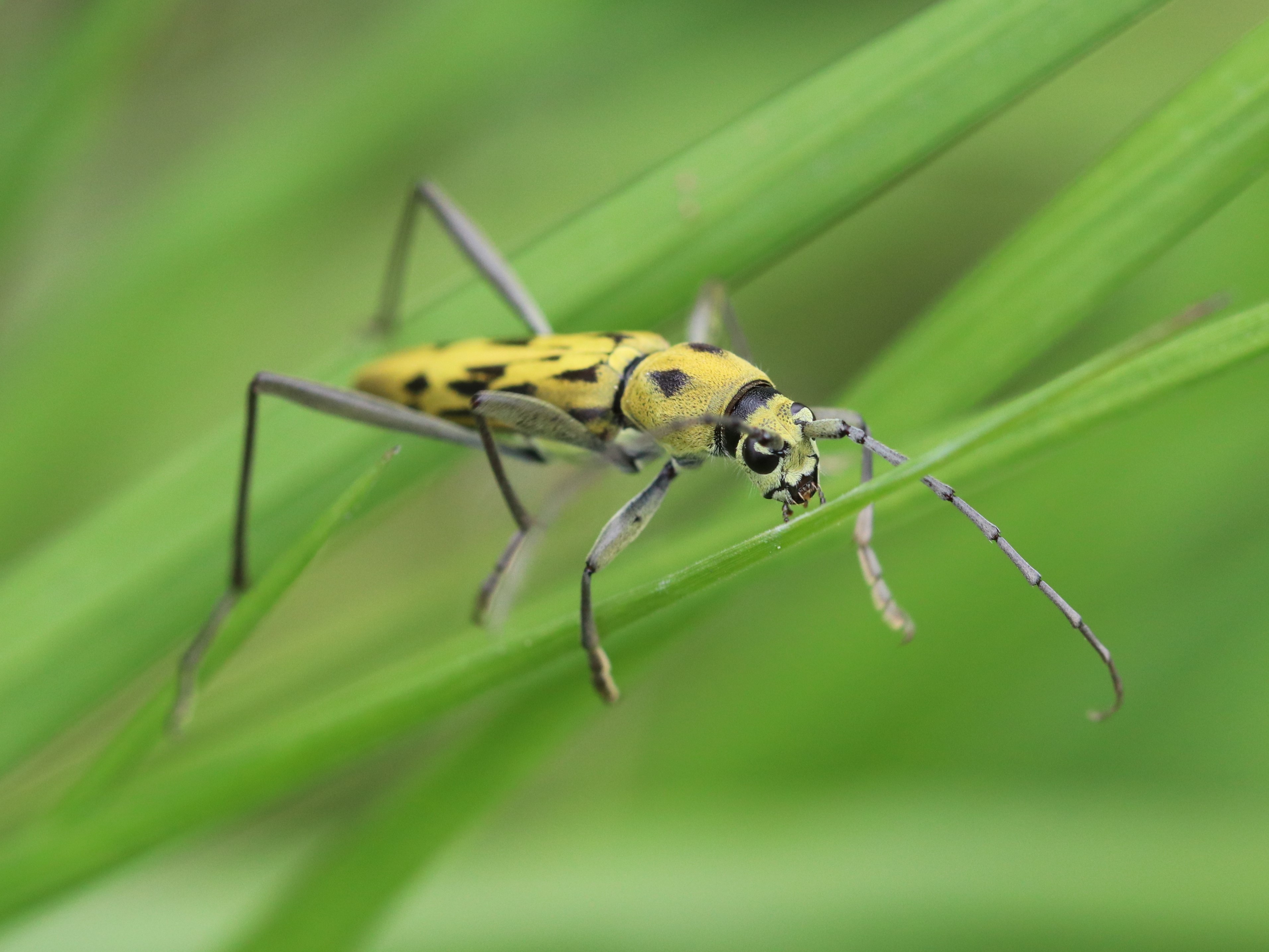 キイロトラカミキリ