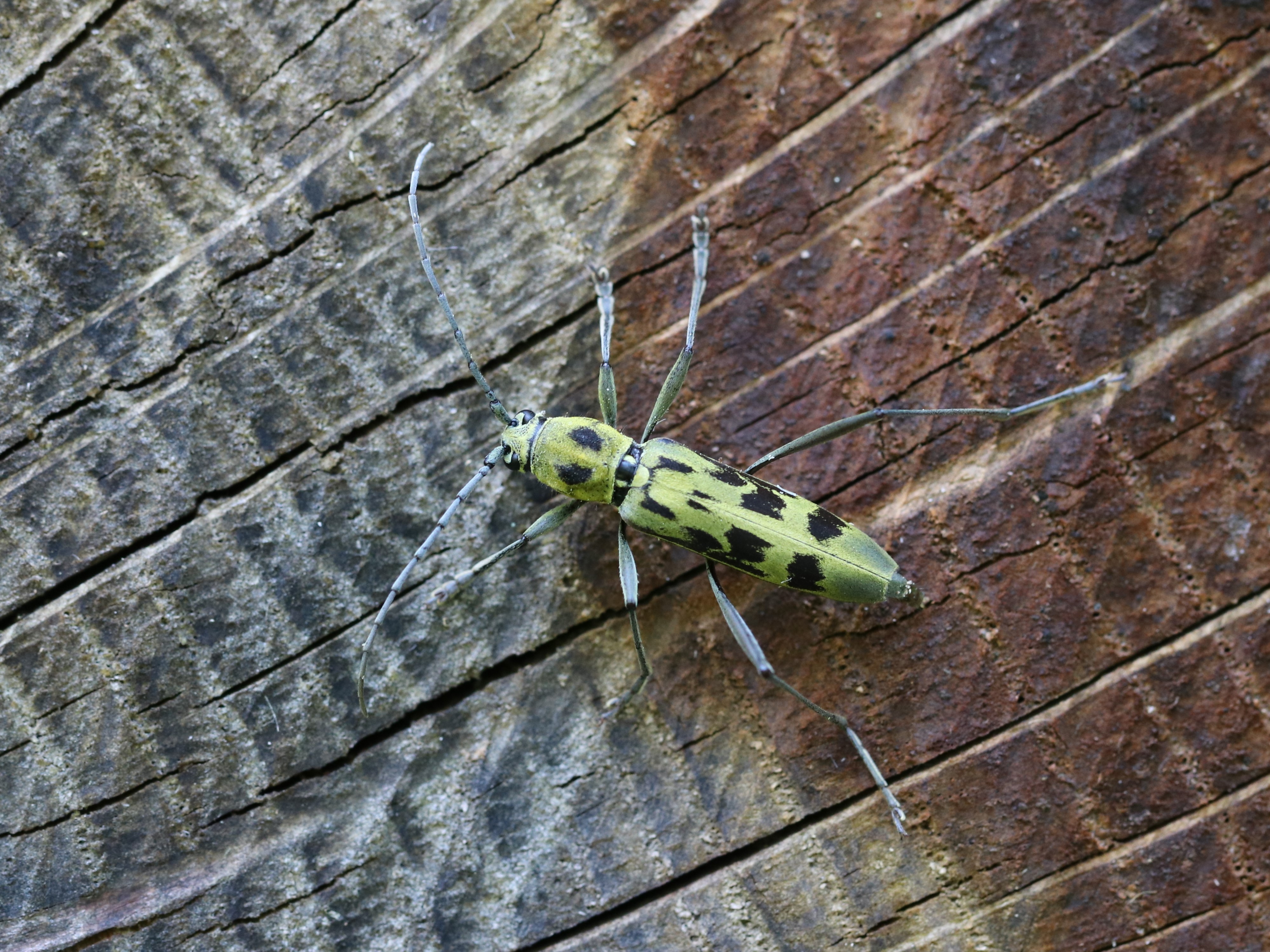 キイロトラカミキリ