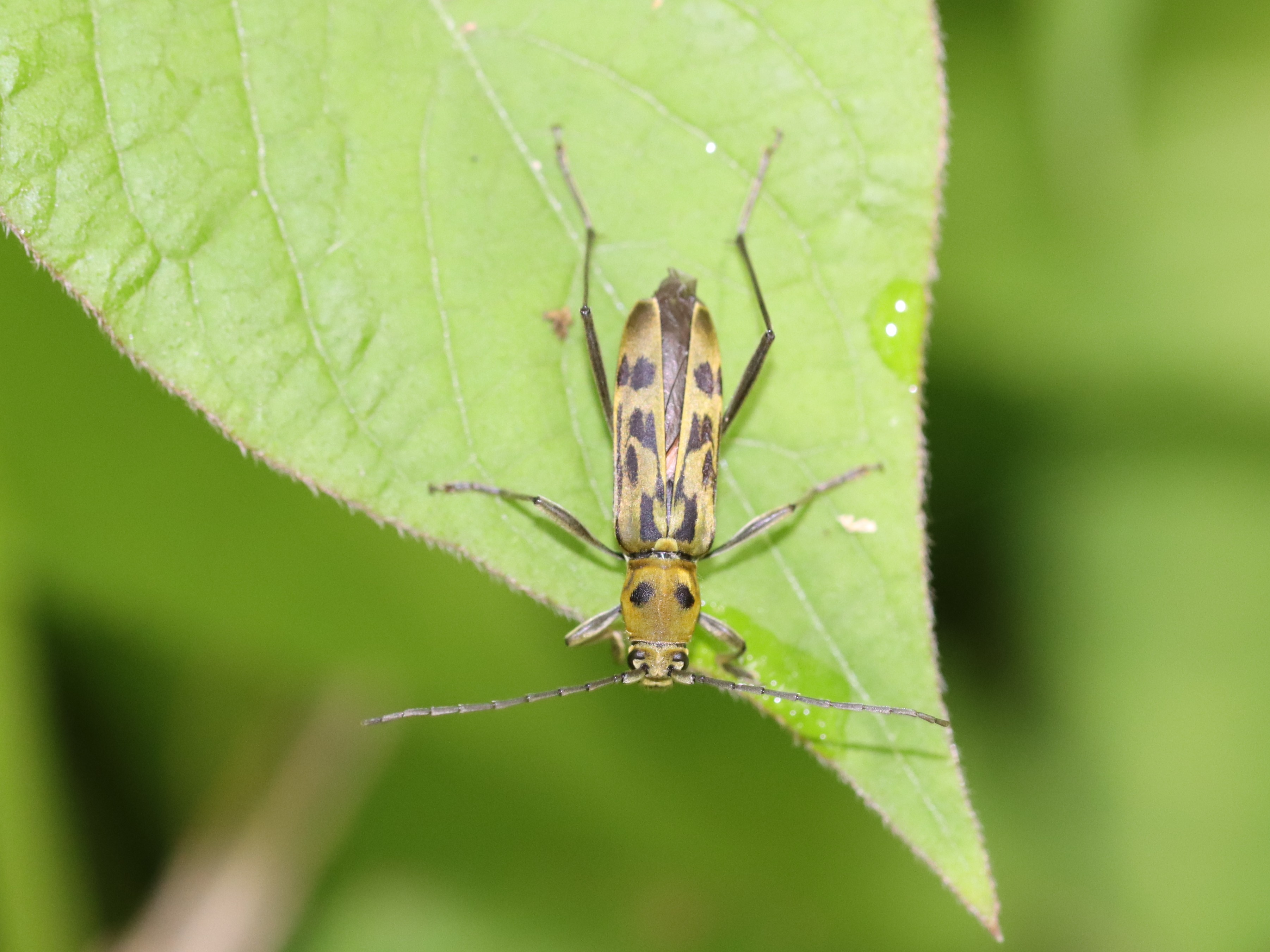 クロモンキイロイエカミキリ♂♀ペア クロモンキイロイエカミキリ♂♀ペア クロモンキイロイエ
