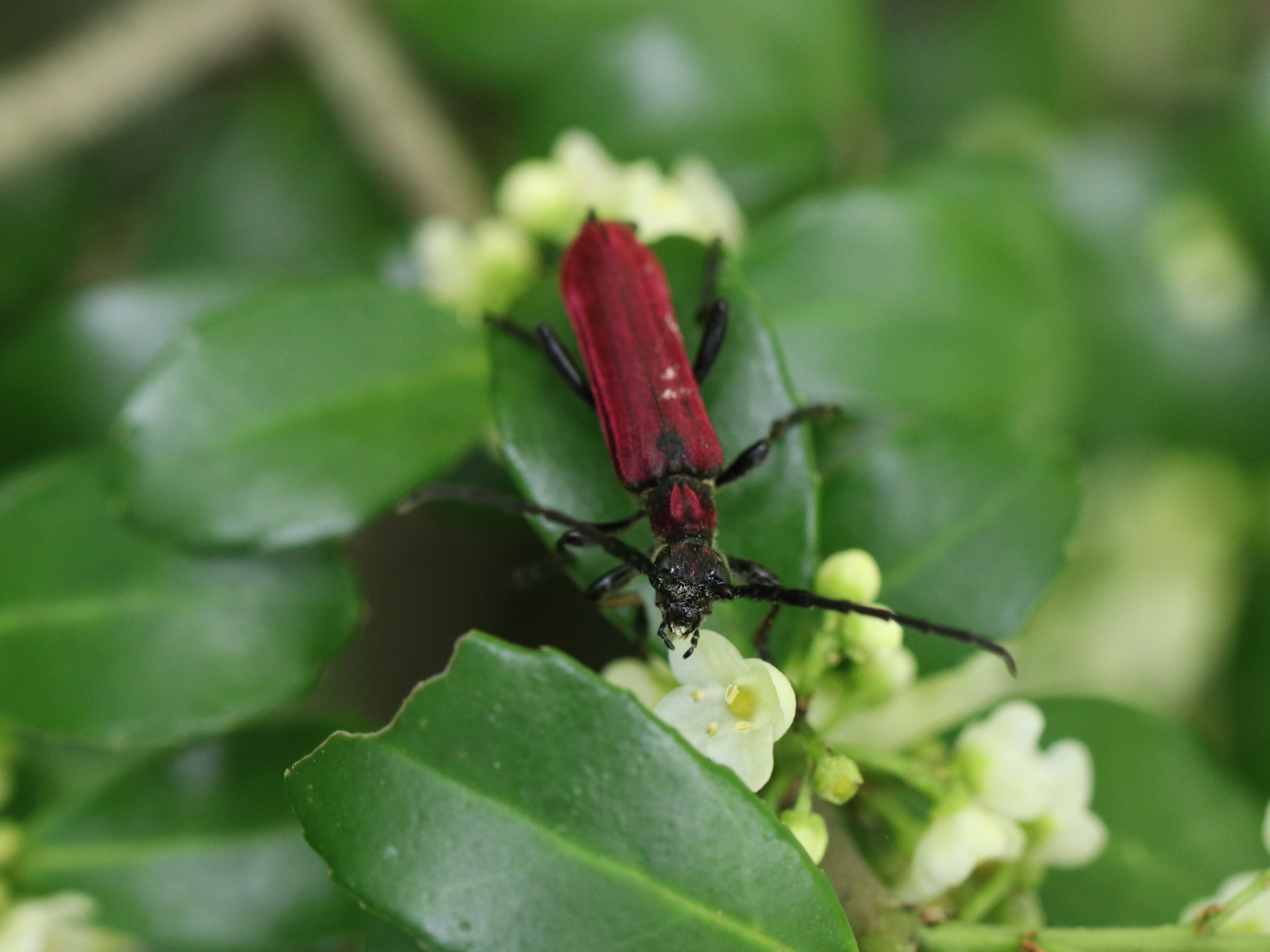 キヌツヤハナカミキリ