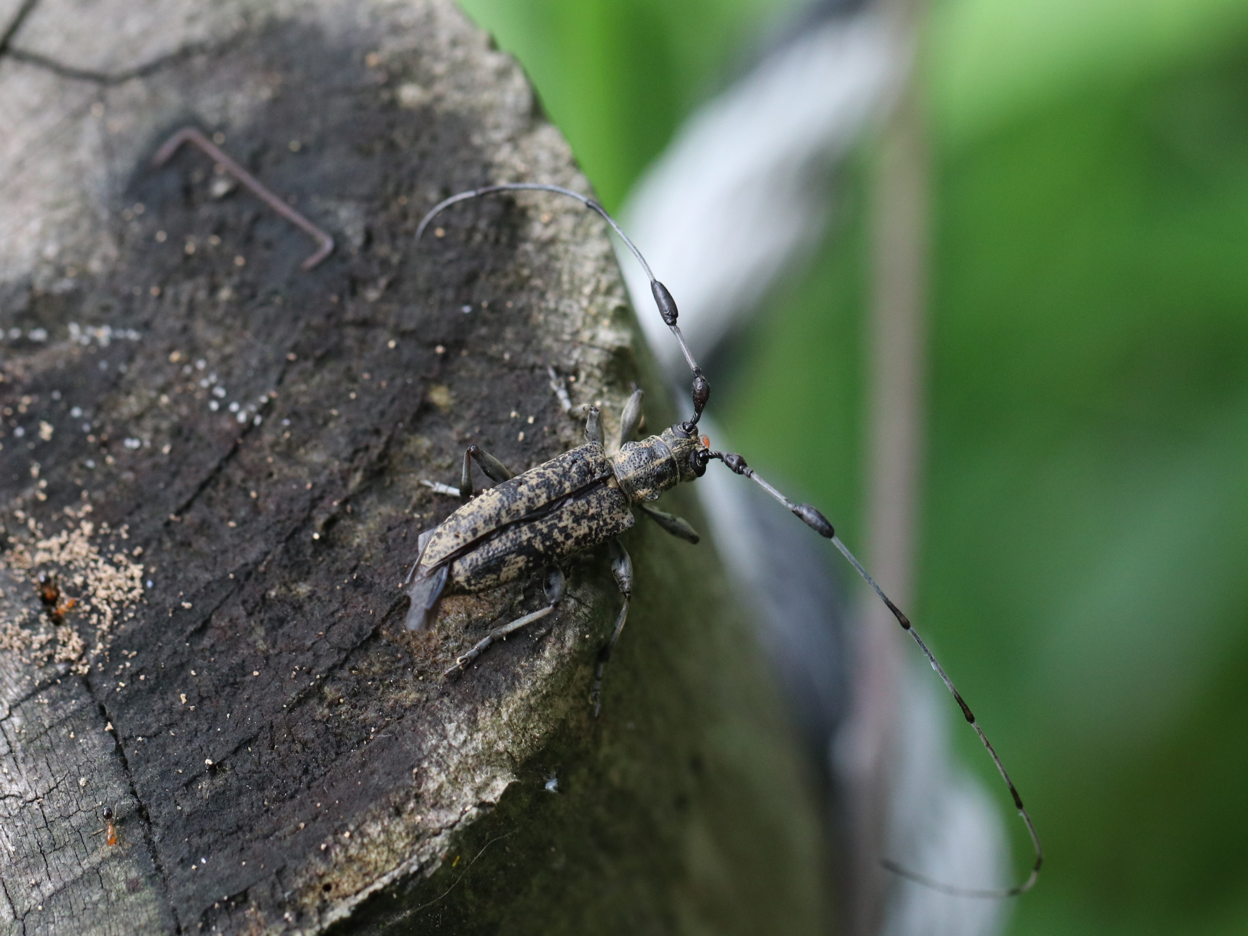 セスジコブヒゲカミキリ