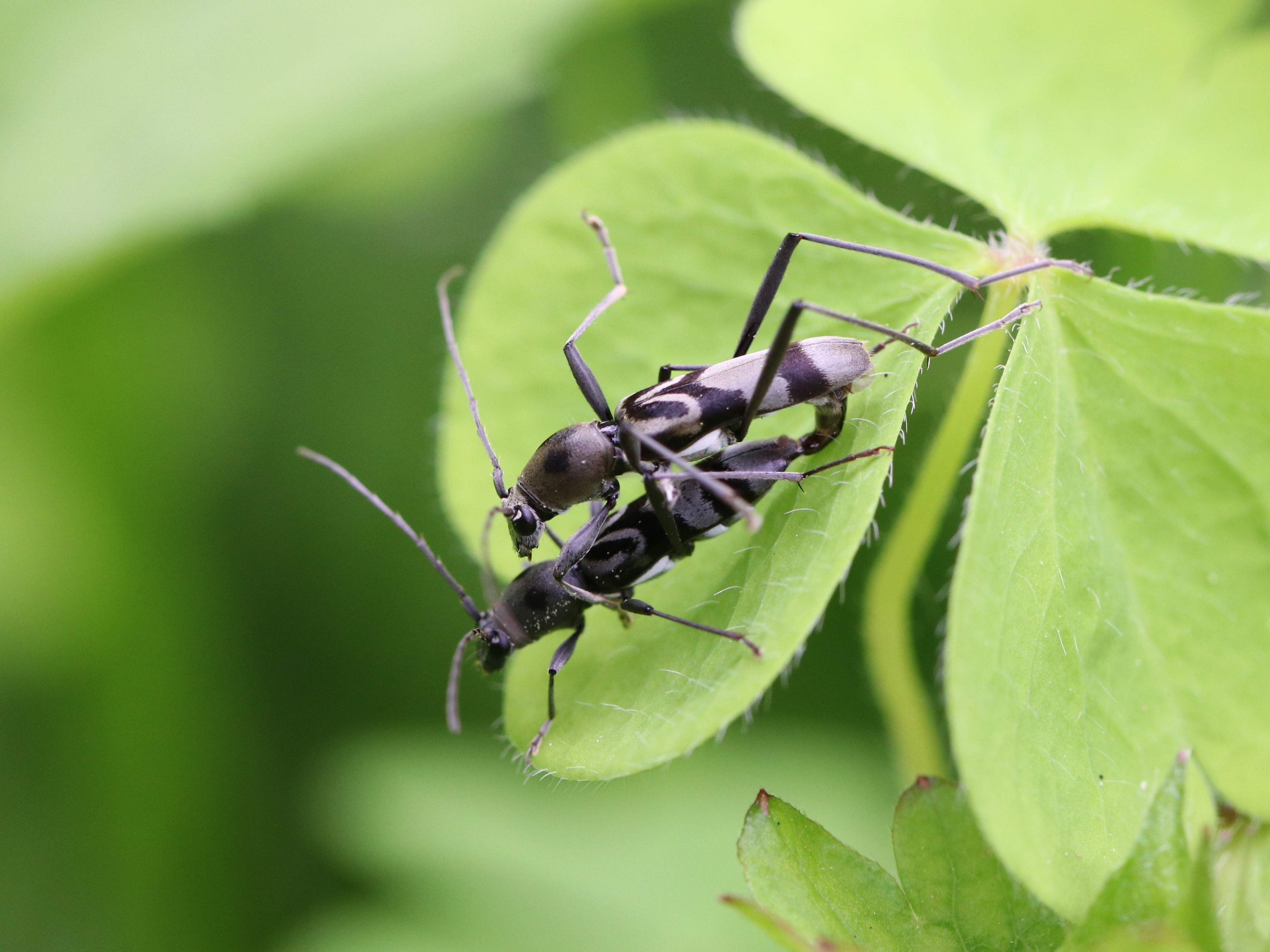 トゲムネキバカミキリ2 カミキリムシなどその他甲虫の仲間／世界の珍奇・美麗昆虫