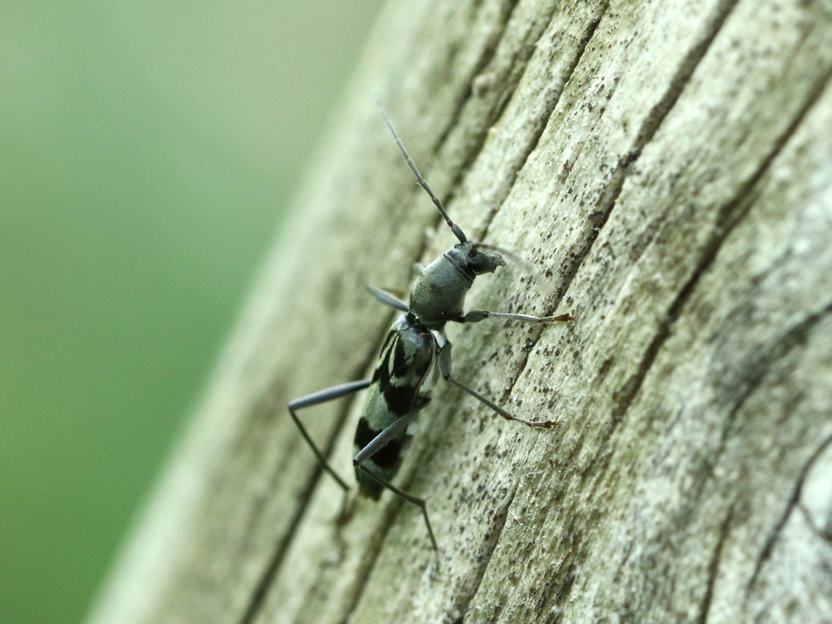 トゲムネキバカミキリ2 虫研】巨大サイズ☆トゲムネキバカミキリ123.4