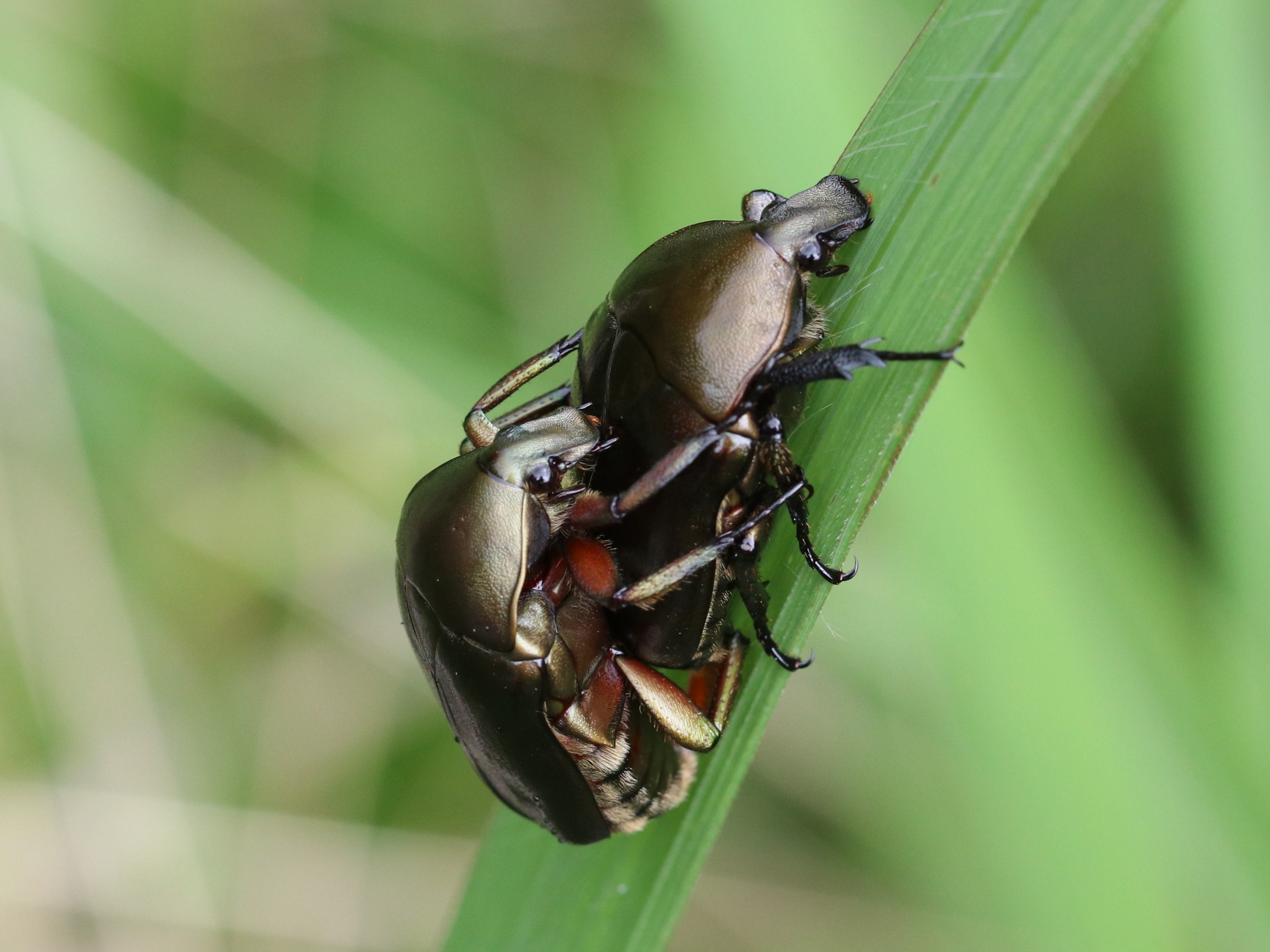 カナブン虫ページ ラッケリーテナガカナブン幼虫 タイ チェンマイ産