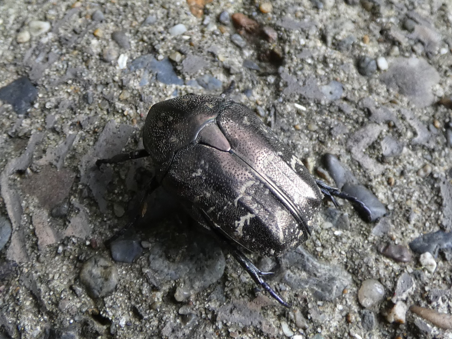 珍品　ホーシャハナムグリ　昆虫　標本　虫 昆虫食 樹脂標本 Colorful Scarab Beetle Mimela splendens