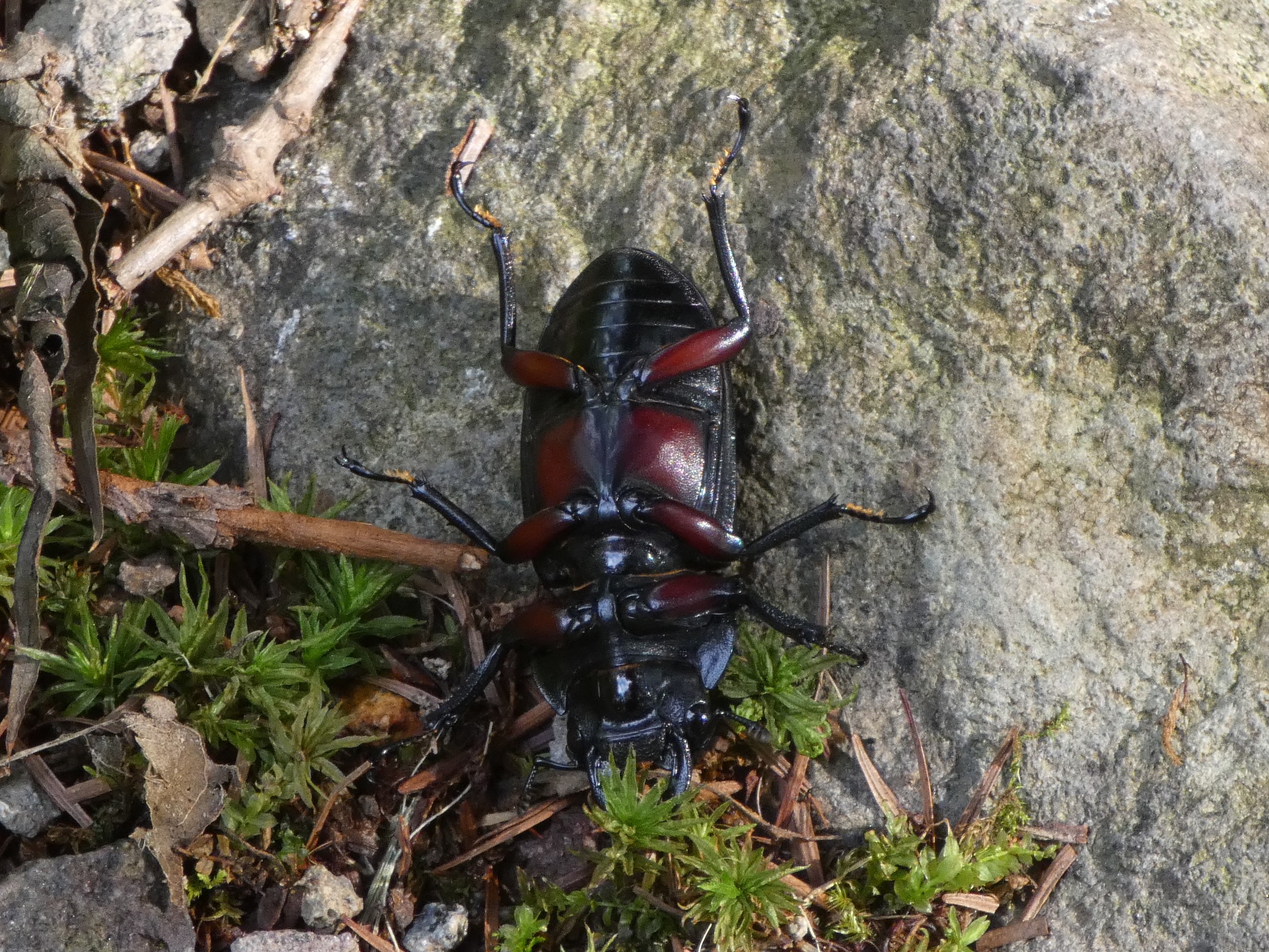 アカアシクワガタ(大阪府豊能郡豊能町産)F1新成虫♂♀ペア ※♂B