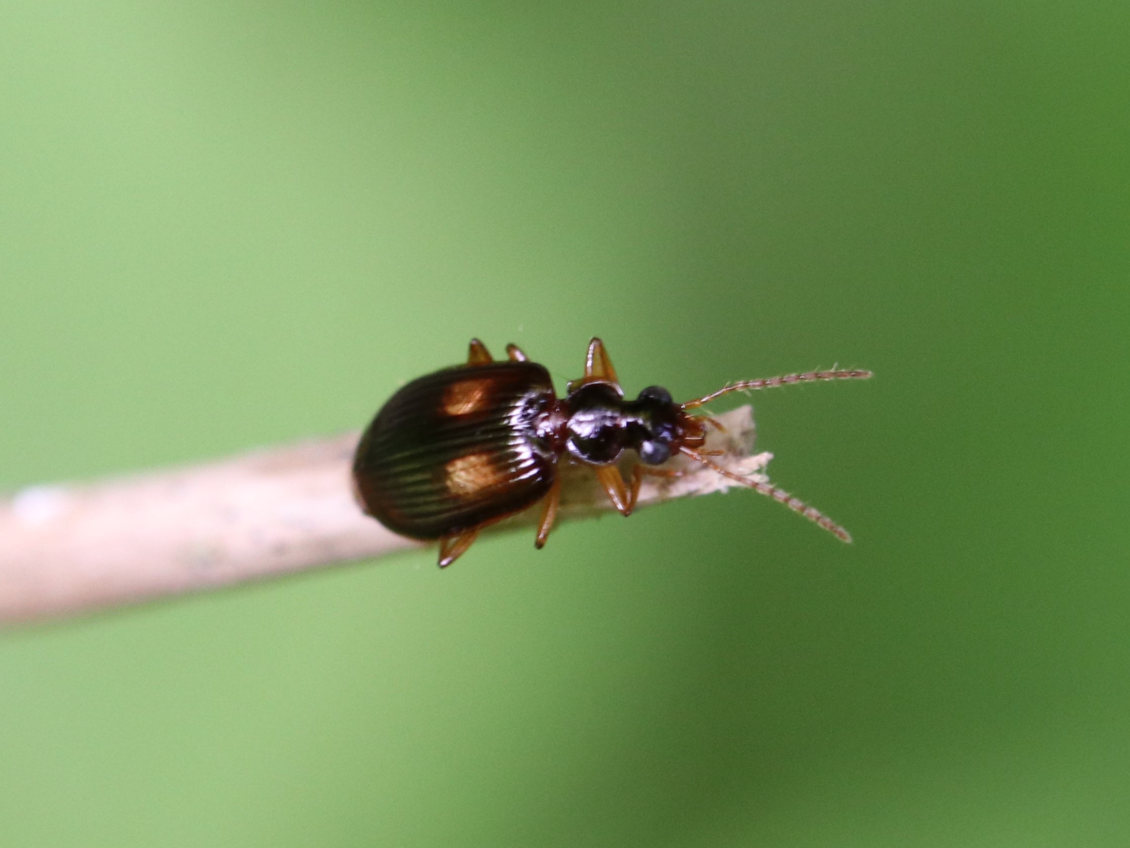 アトコブゴミムシダマシ ♂ 山梨県 - Insect Islands 〜南の島の