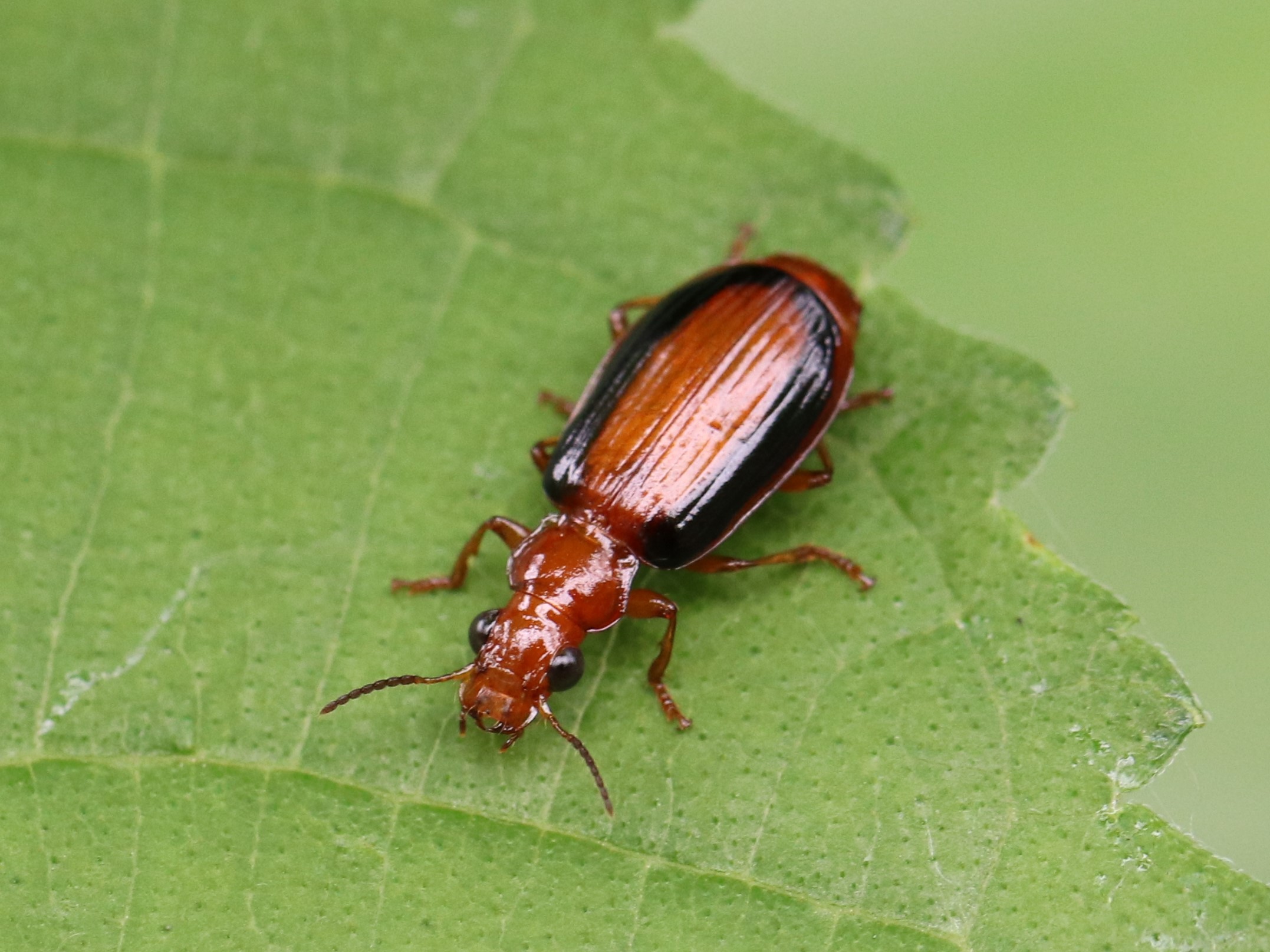 クロヘリアトキリゴミムシ