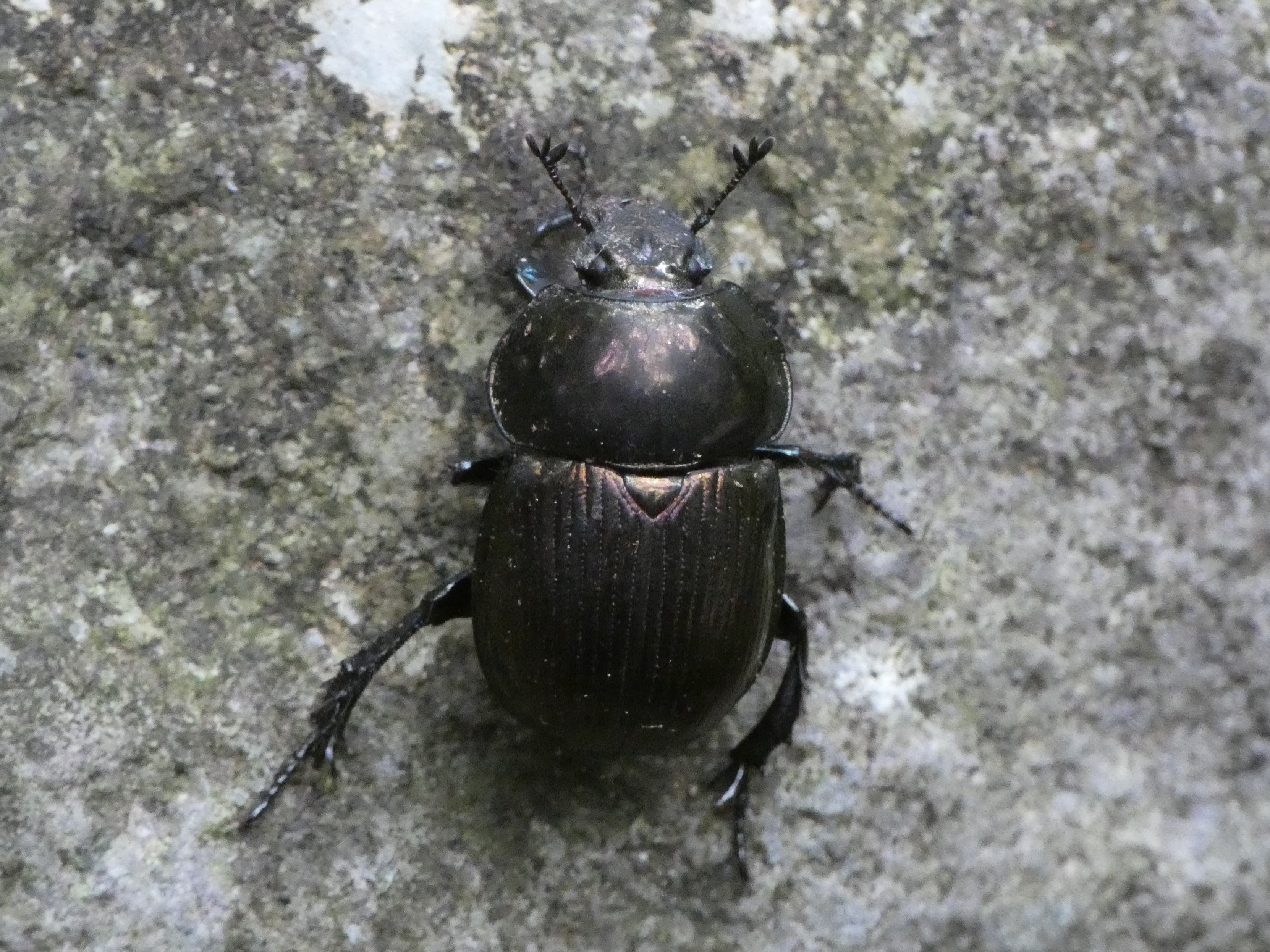 色素異常個体　センチコガネ　標本　産 Yahoo!オークション -「センチコガネ」(その他) (虫類)の落札