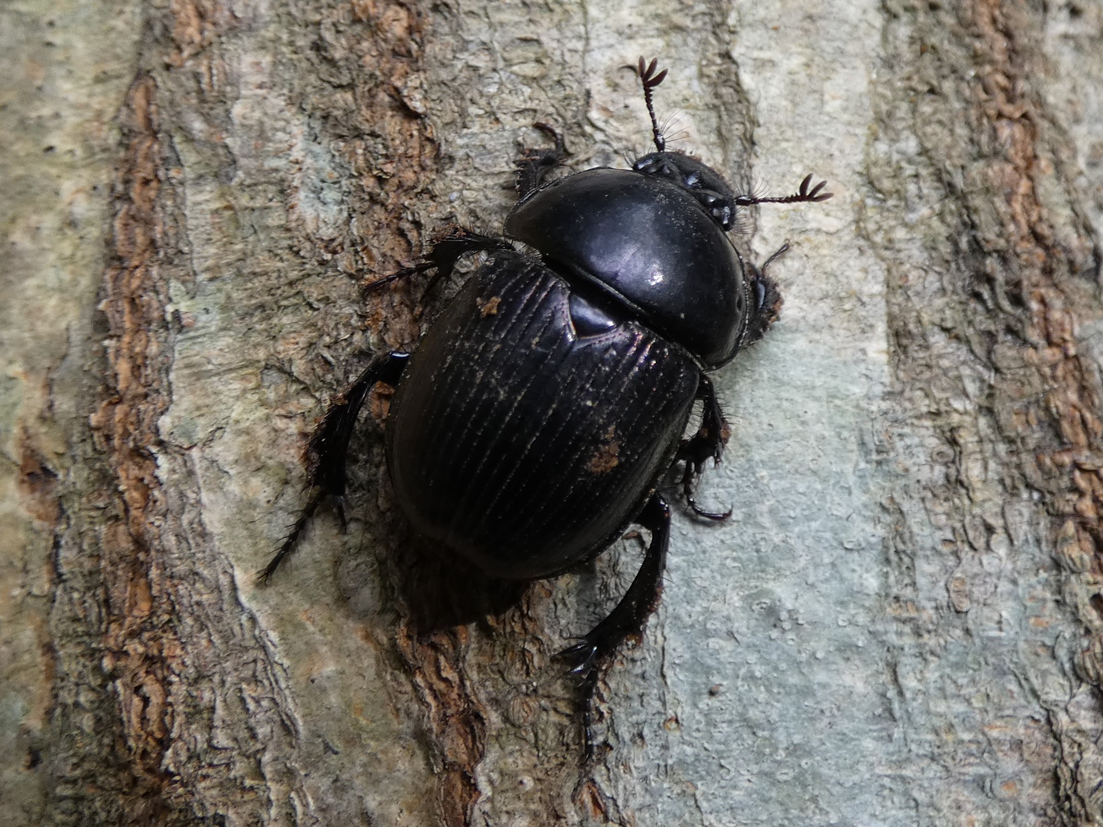 色素異常個体　センチコガネ　標本　産 色素異常個体 センチコガネ 標本 ウクライナ産