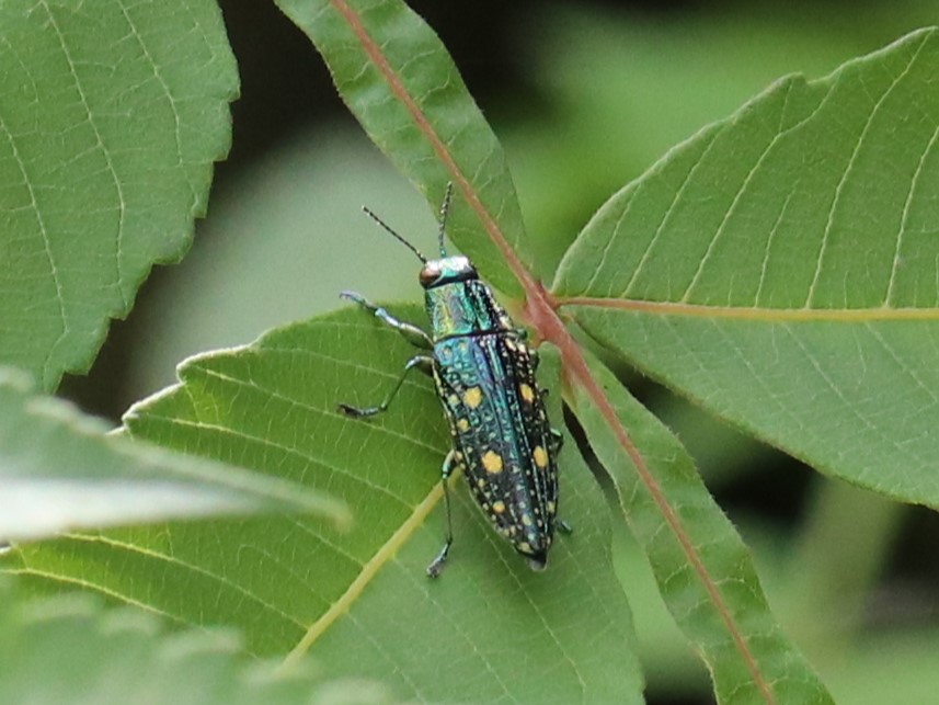 あおまだらページ アオマダラタマムシ