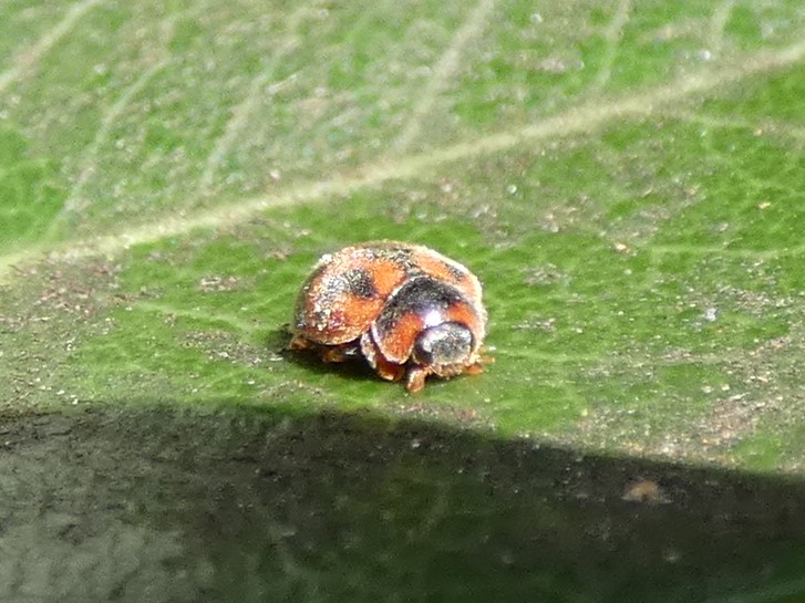 ベダリアテントウ