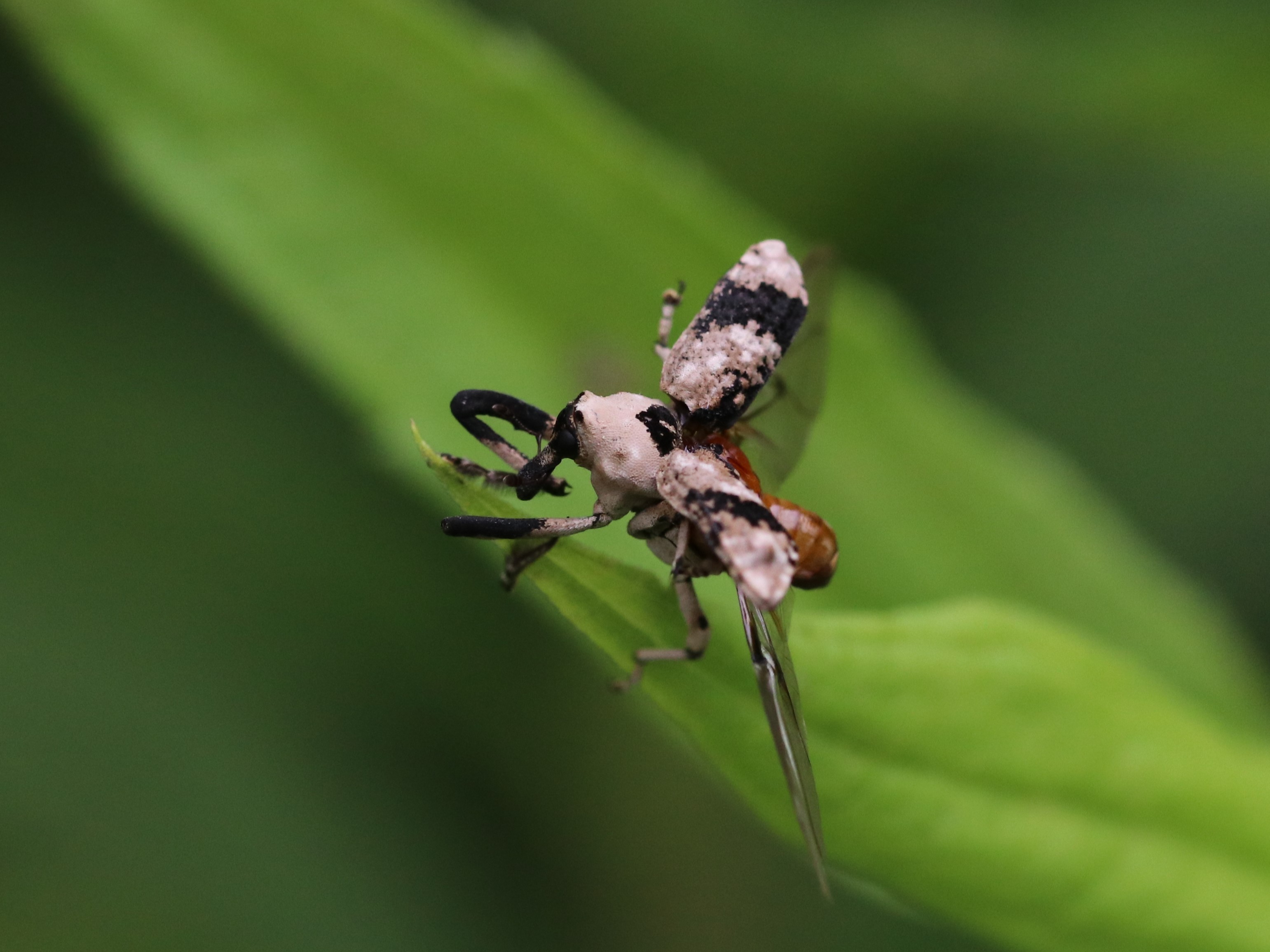 アシナガオニゾウムシ