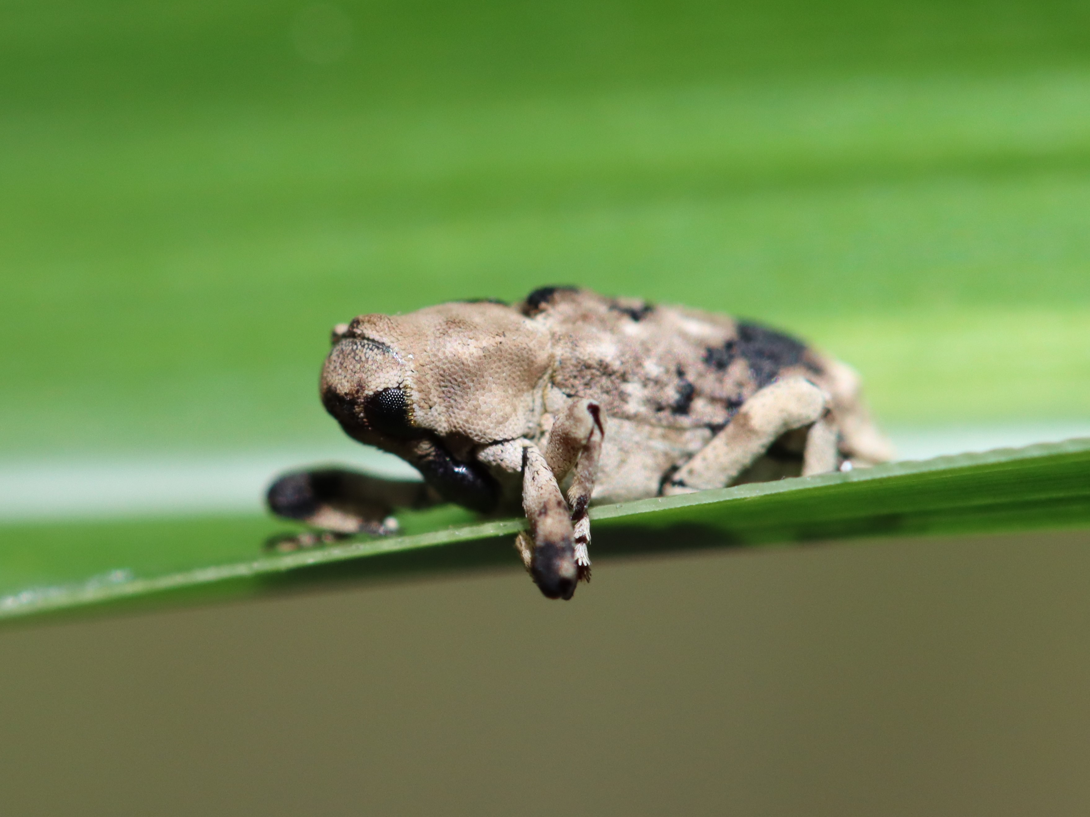 アシナガオニゾウムシ