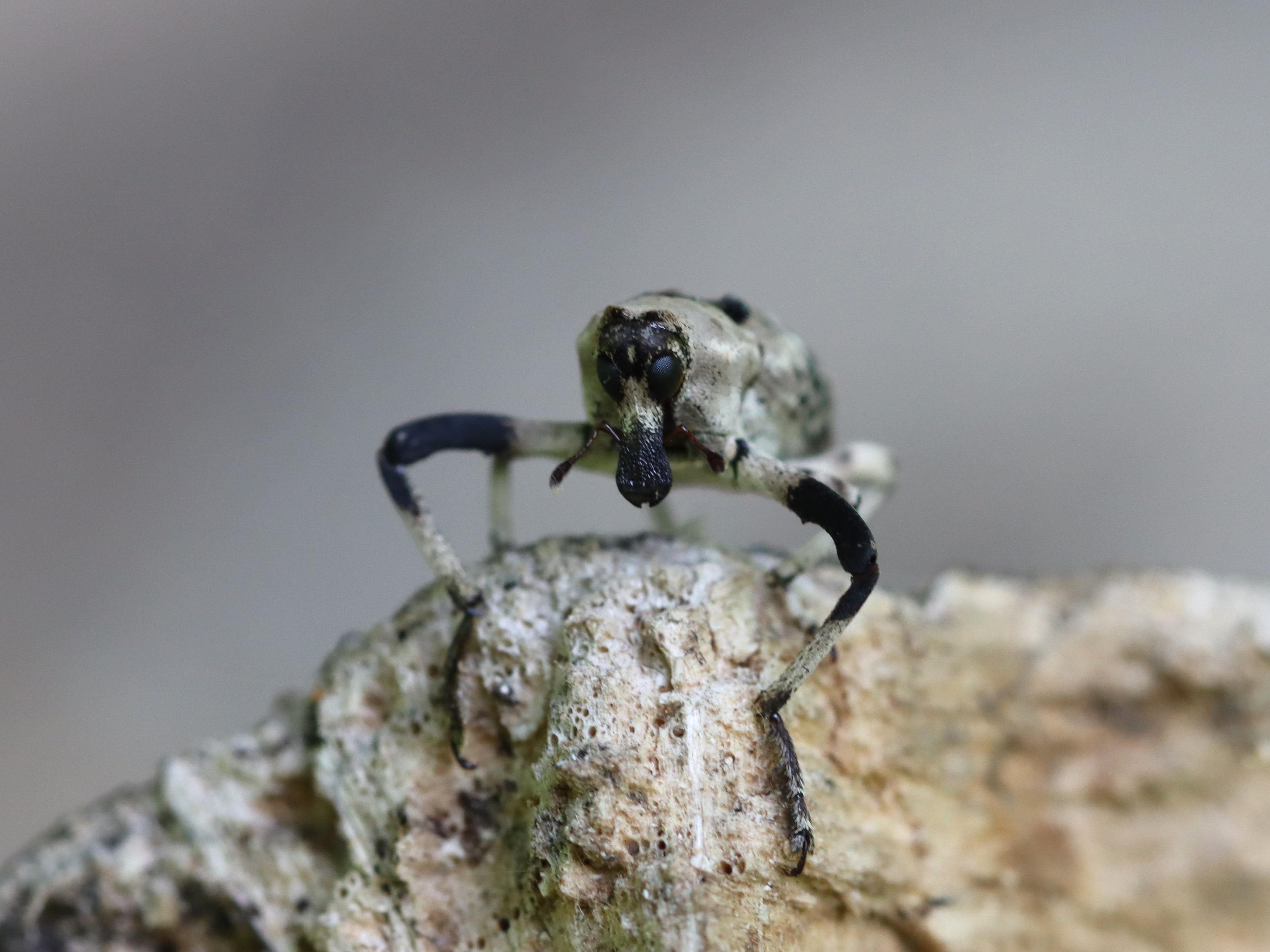 アンゴラ産　オオタマゾウムシ　21mm アンゴラ産 オオタマゾウムシ 21mm