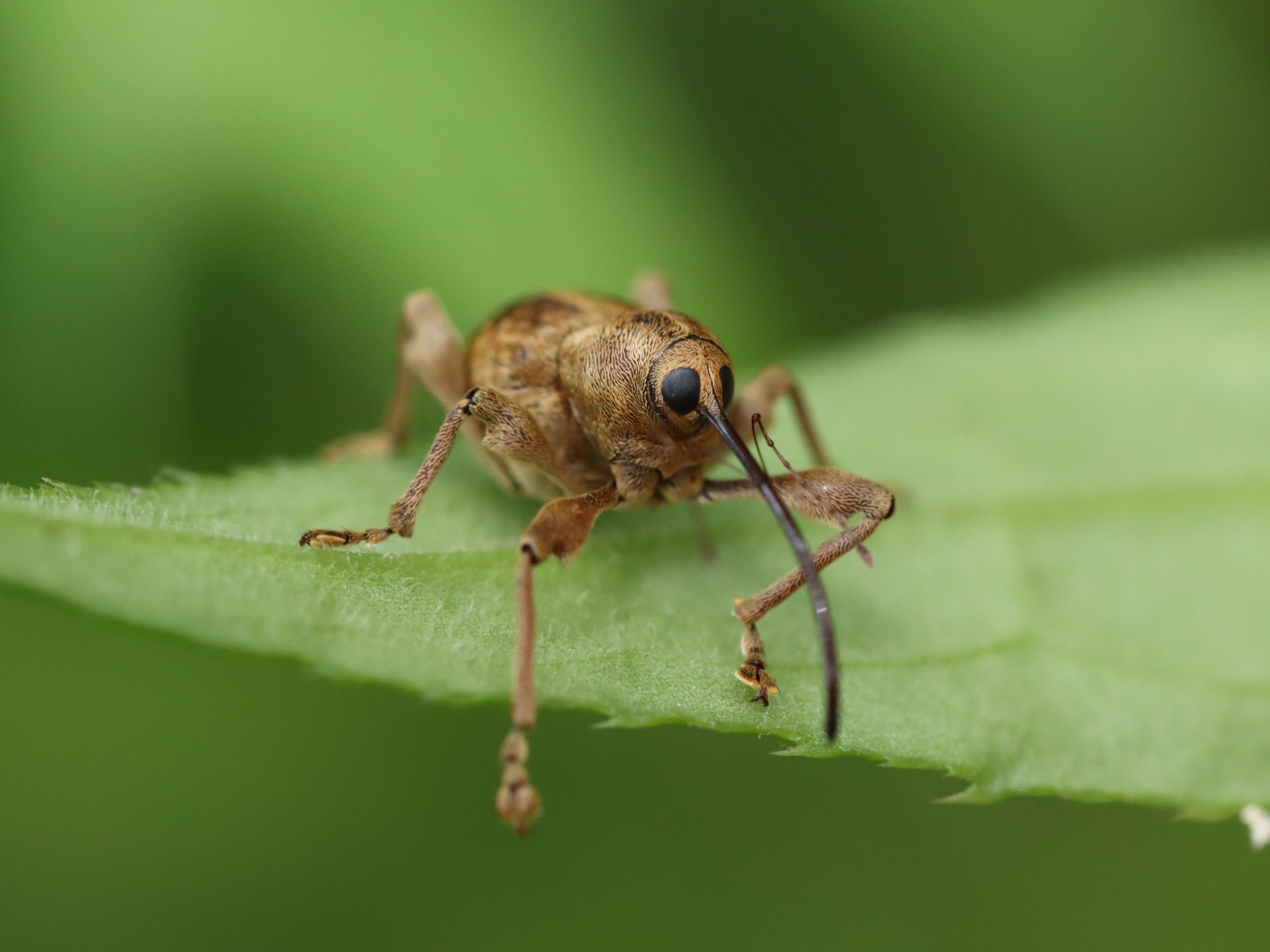 コナラシギゾウムシ