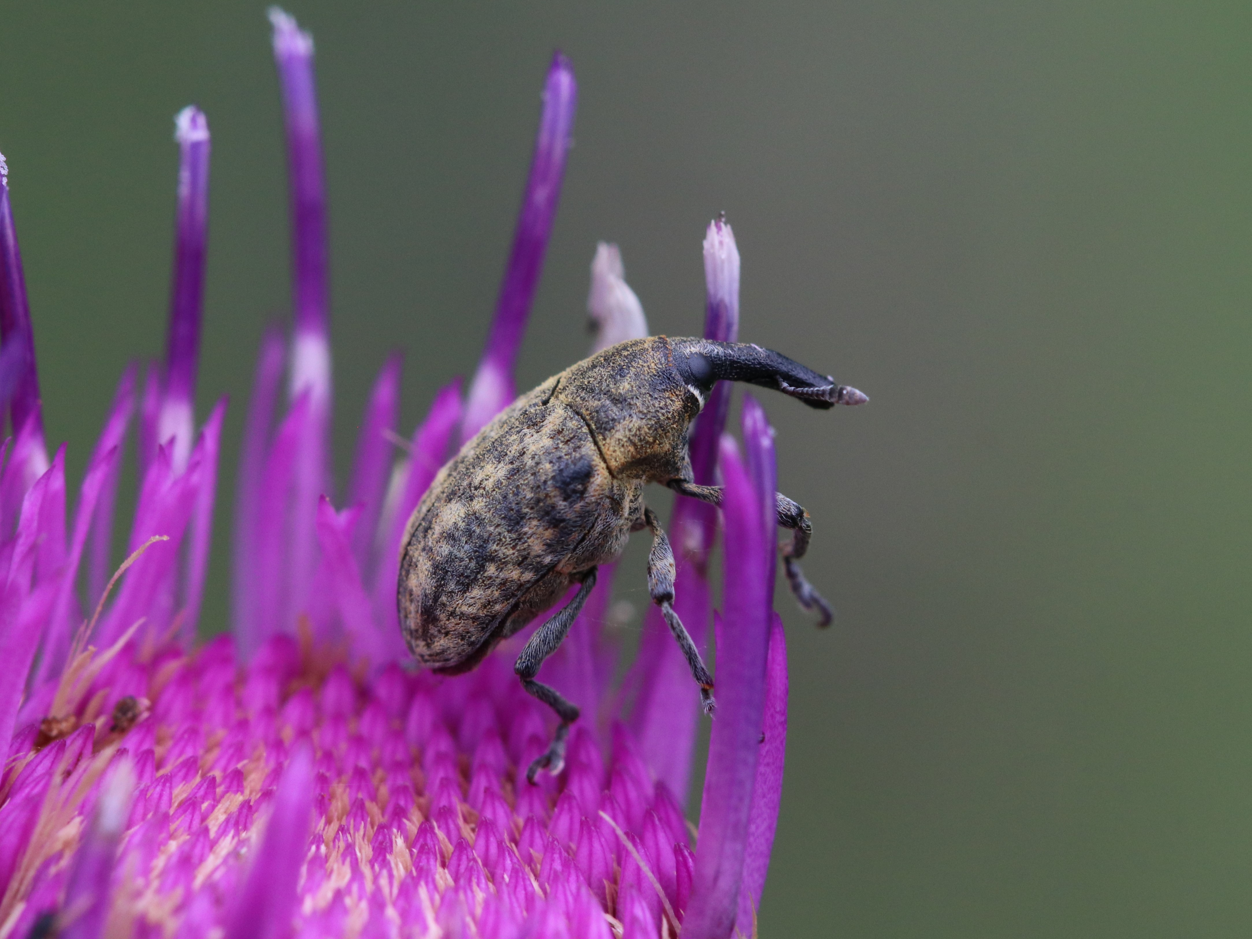 まるでゴジラのようなゾウムシ シラクモゴボウゾウムシ