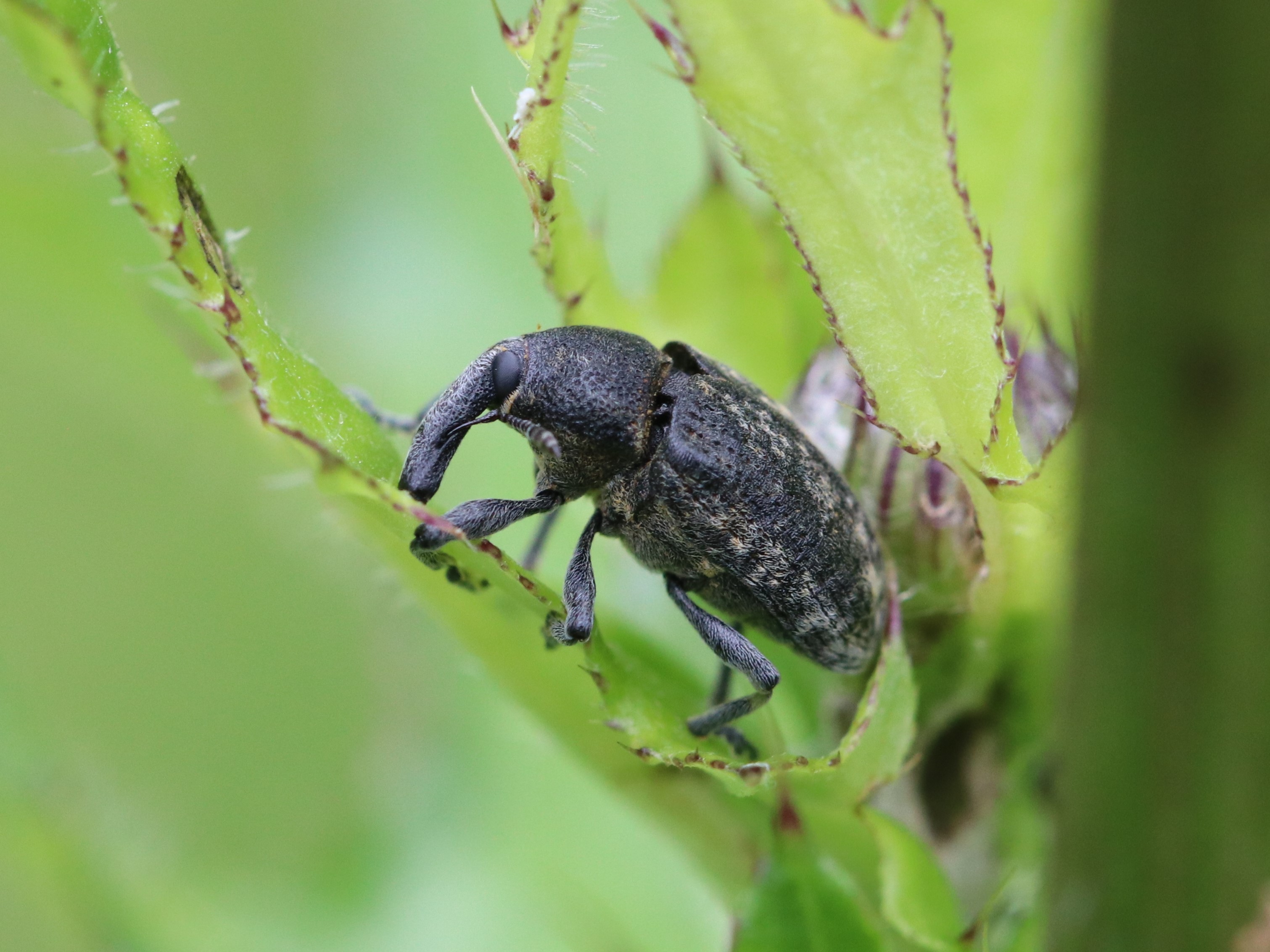 シラクモゴボウゾウムシ