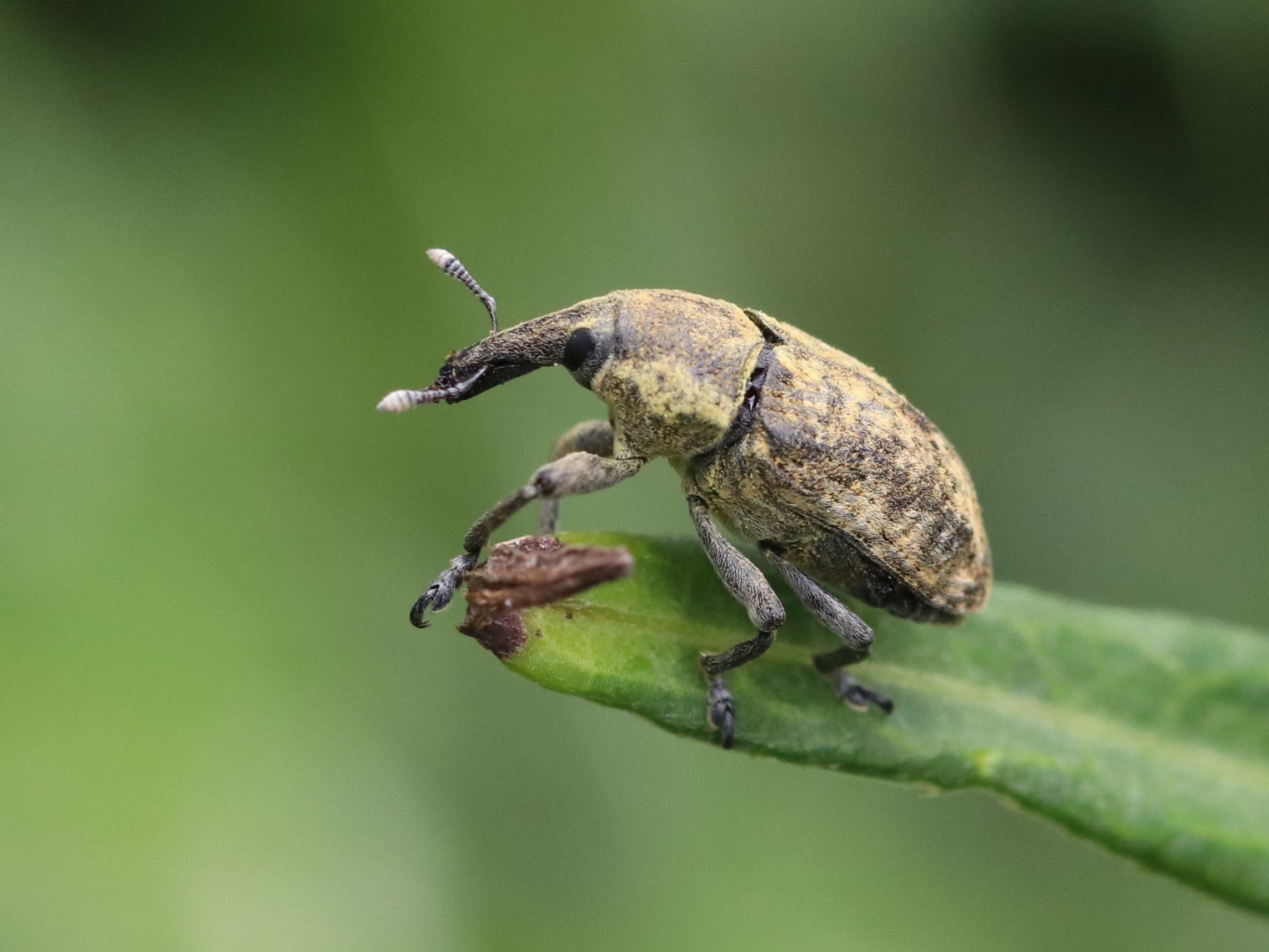 まるでゴジラのようなゾウムシ まるでゴジラのようなゾウムシ