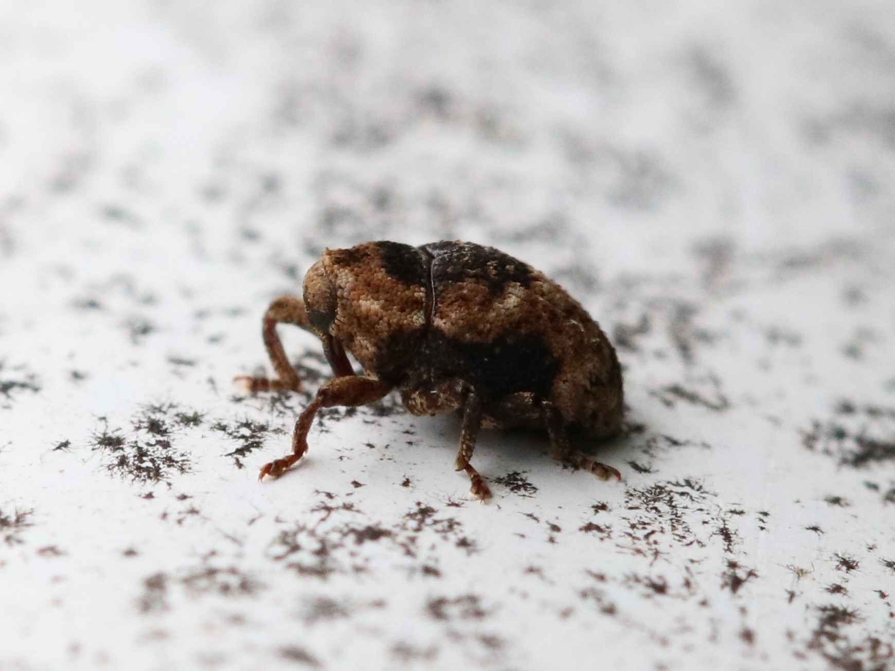 アンゴラ産　オオタマゾウムシ　21mm Japanese Weevil Data Base - Search