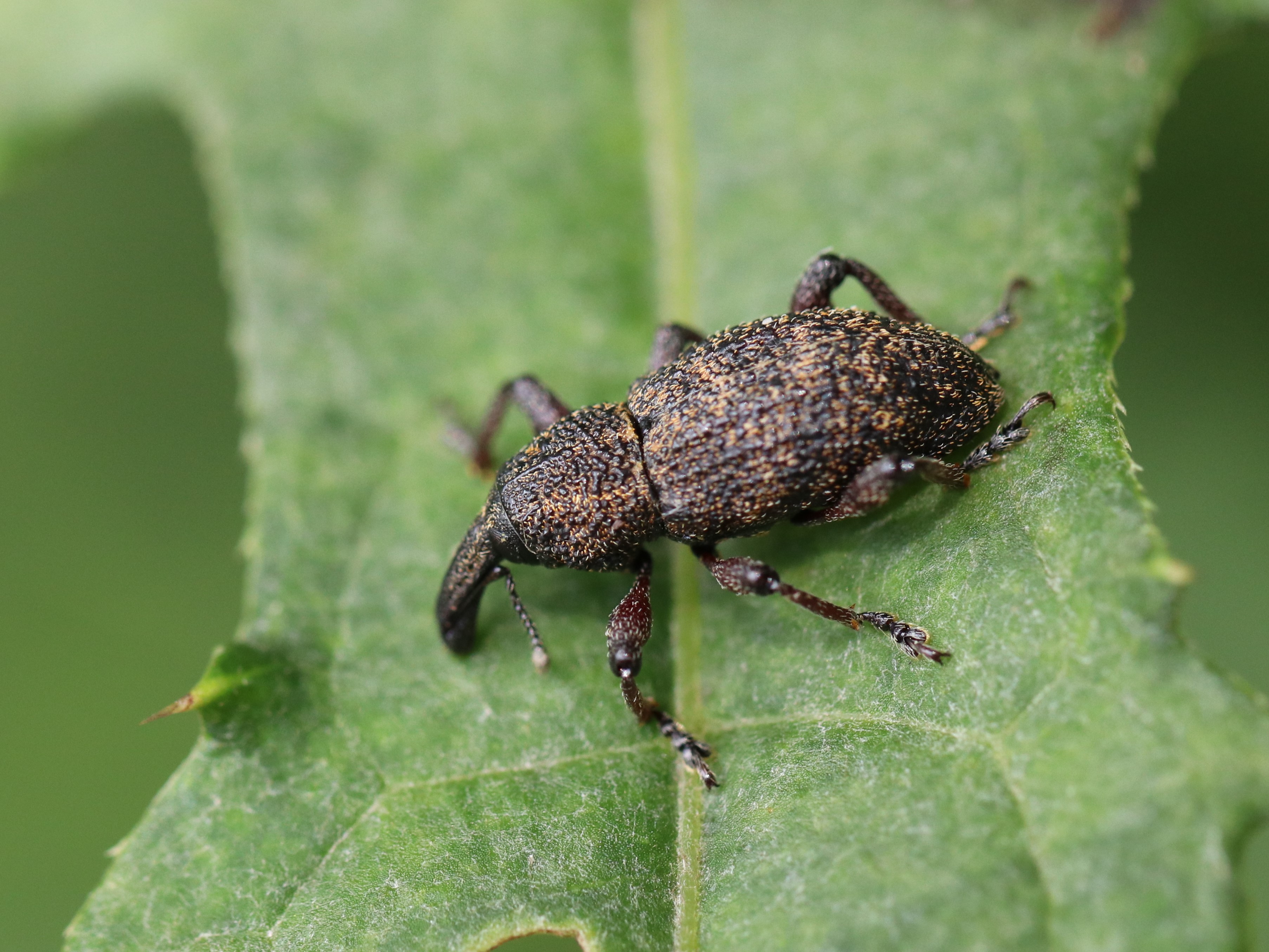 アンゴラ産　オオタマゾウムシ　21mm oozoumusi150502_1.jpg