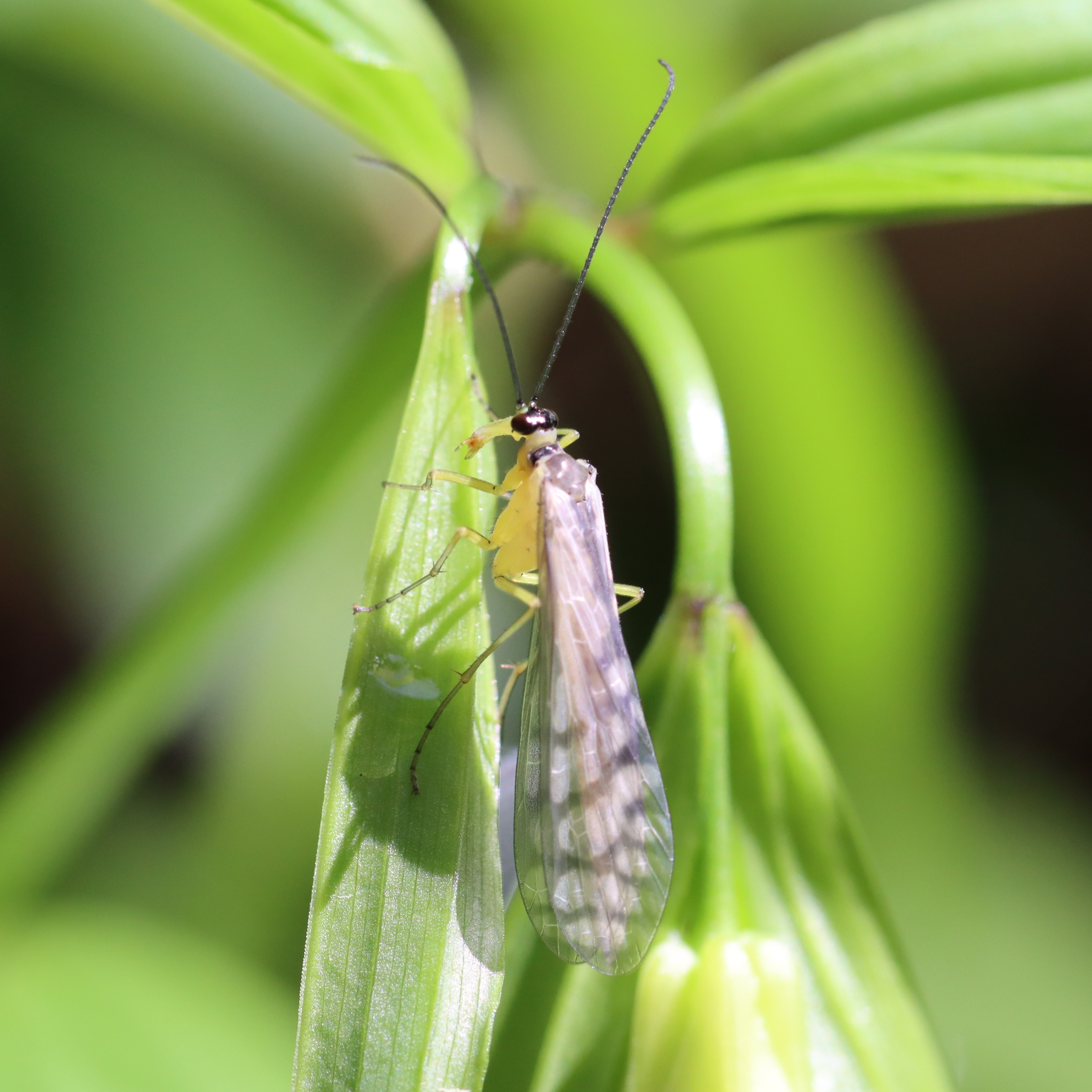 シリアゲムシ科