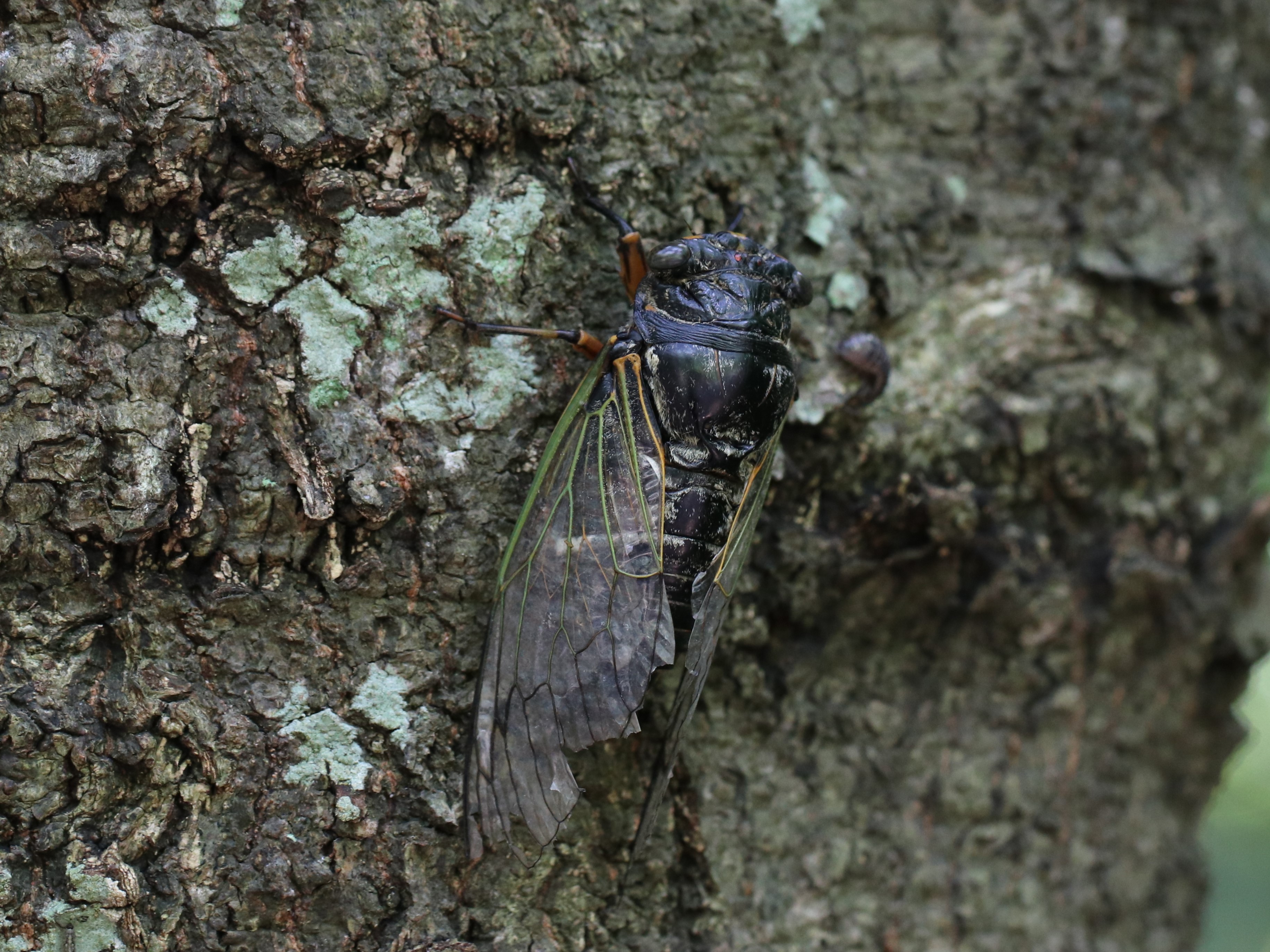 道楽　クマゼミ クマゼミがアパートのドア前に迷い込んだので空に放ちました