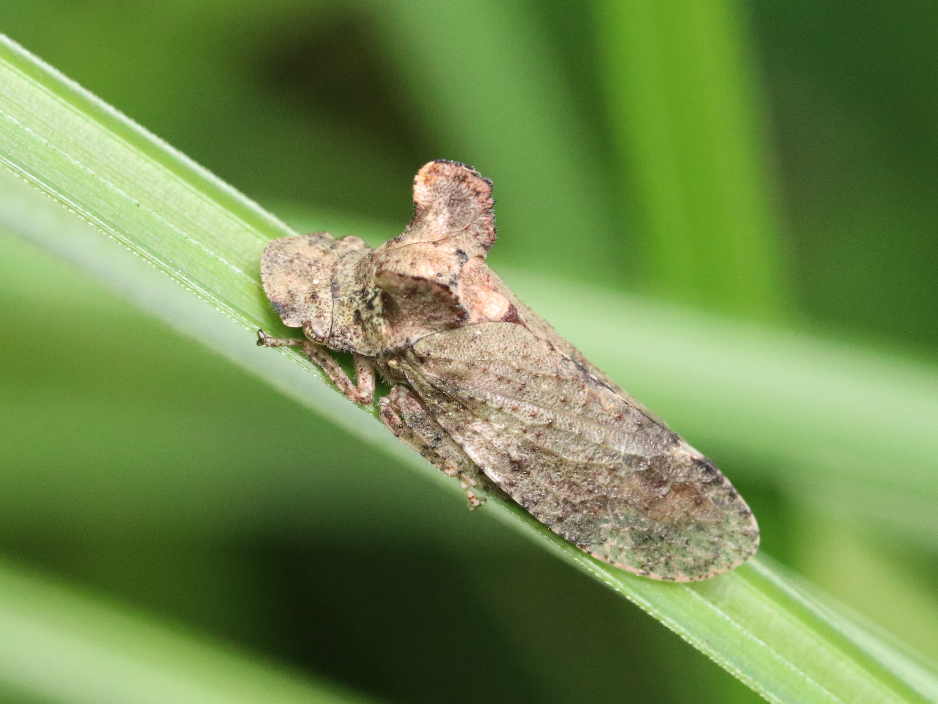 ミミズク (2018-2019)