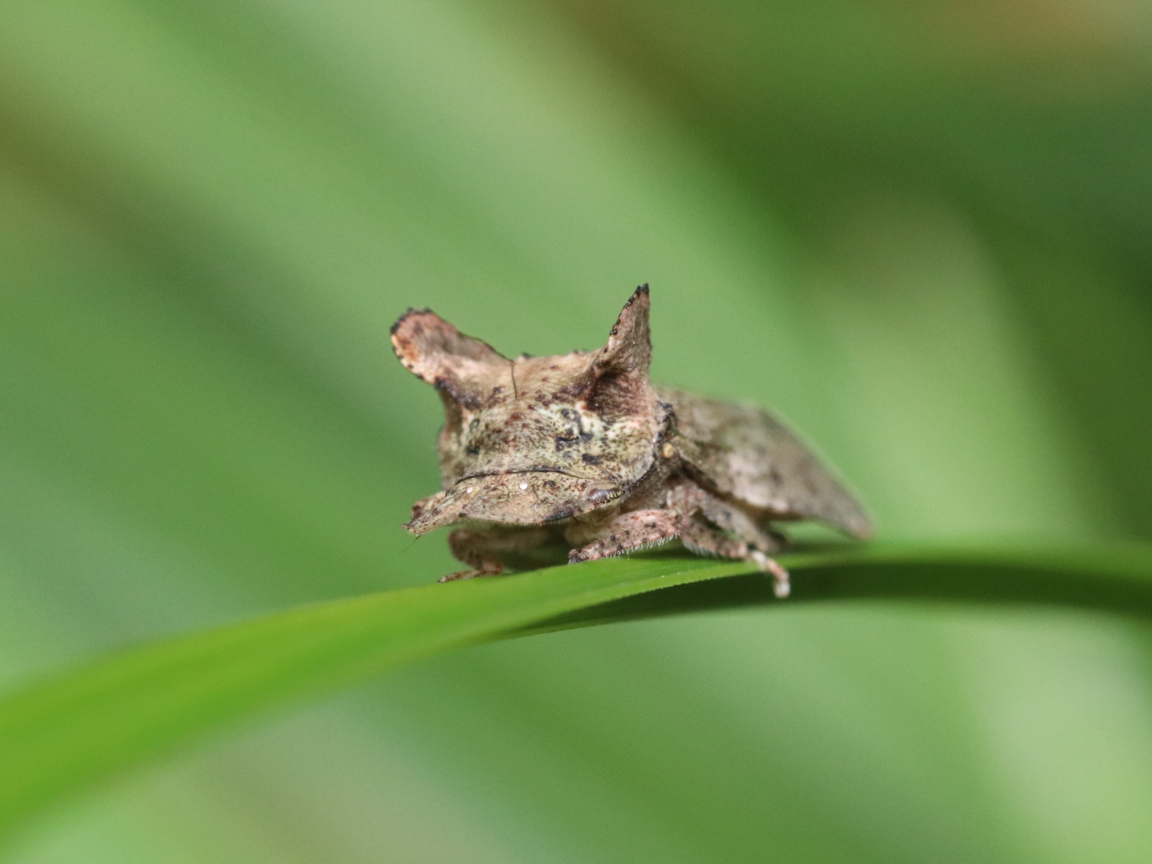 小さなミミズク ミミズク (2018-2019)