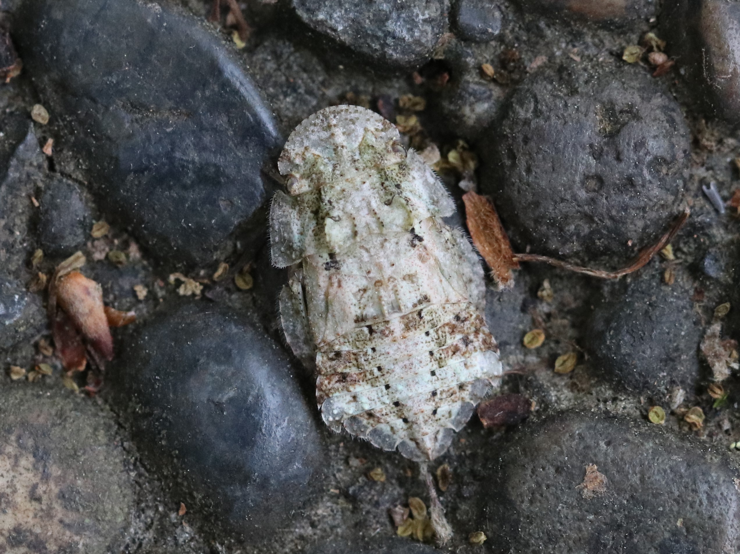 ミミズク (2018-2019)