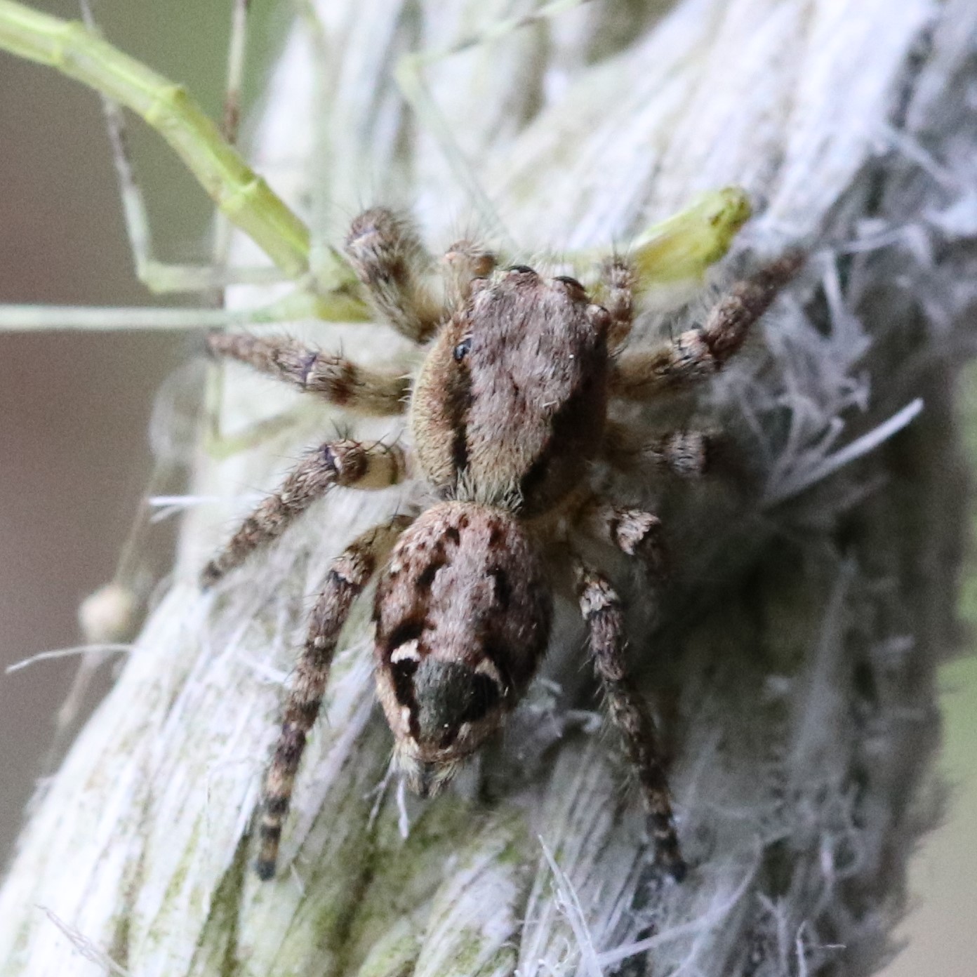 ハエトリグモ科