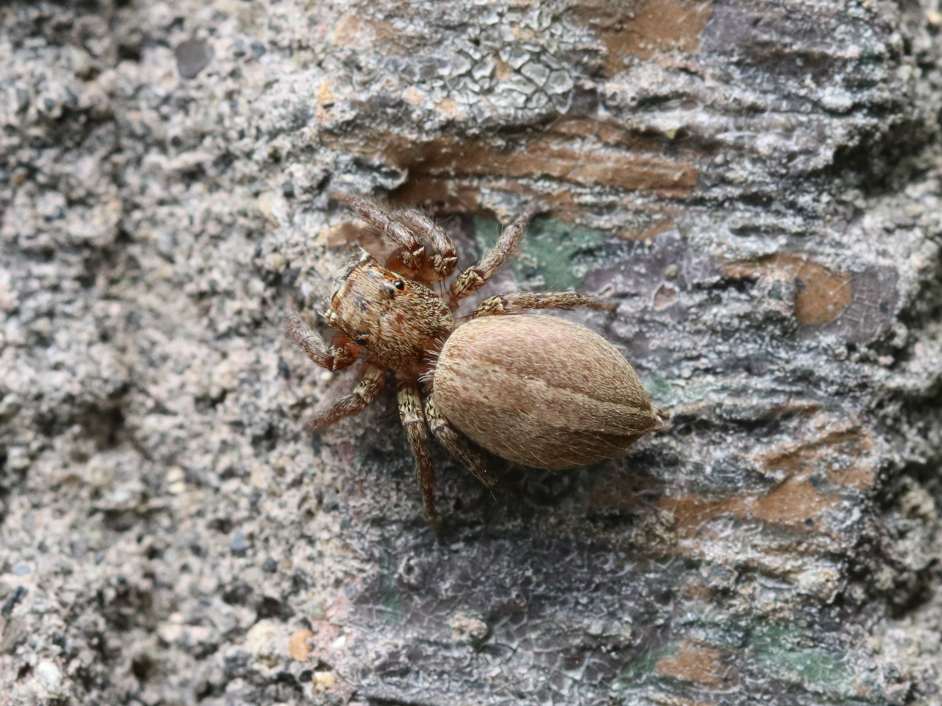 ミスジハエトリ