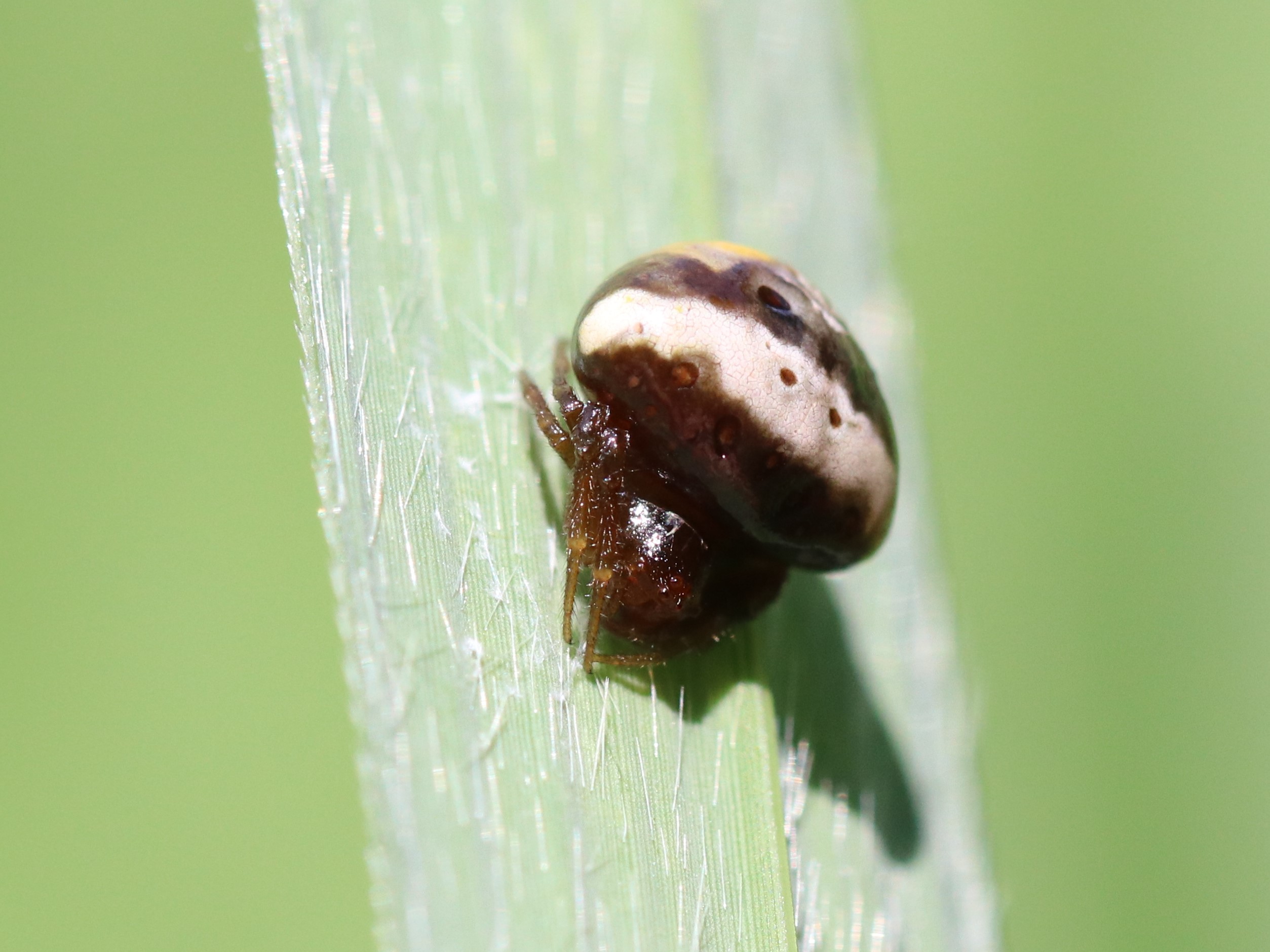 シロオビトリノフンダマシ