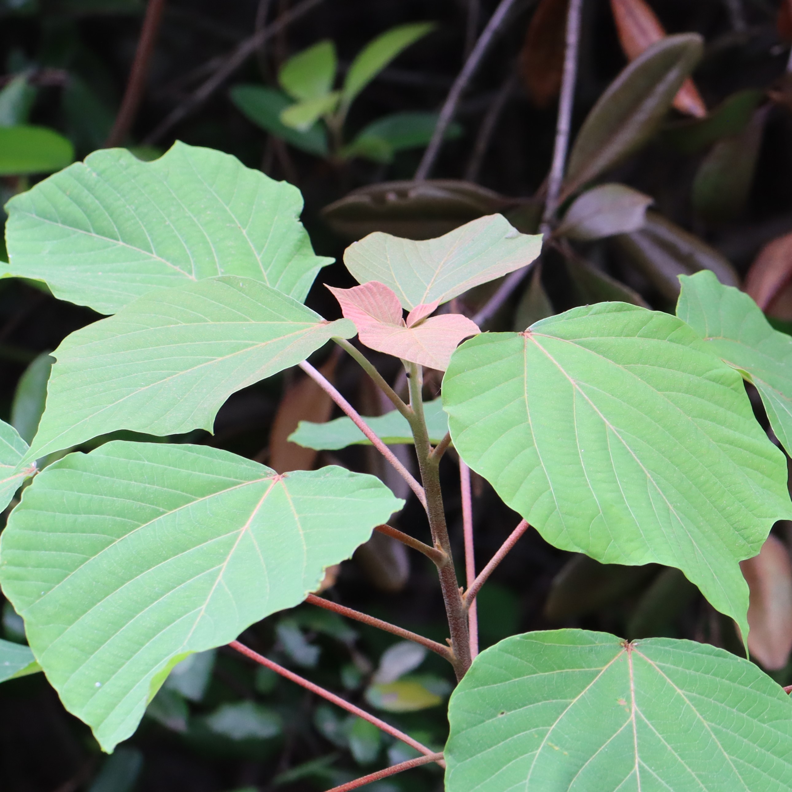 キントラノオ目