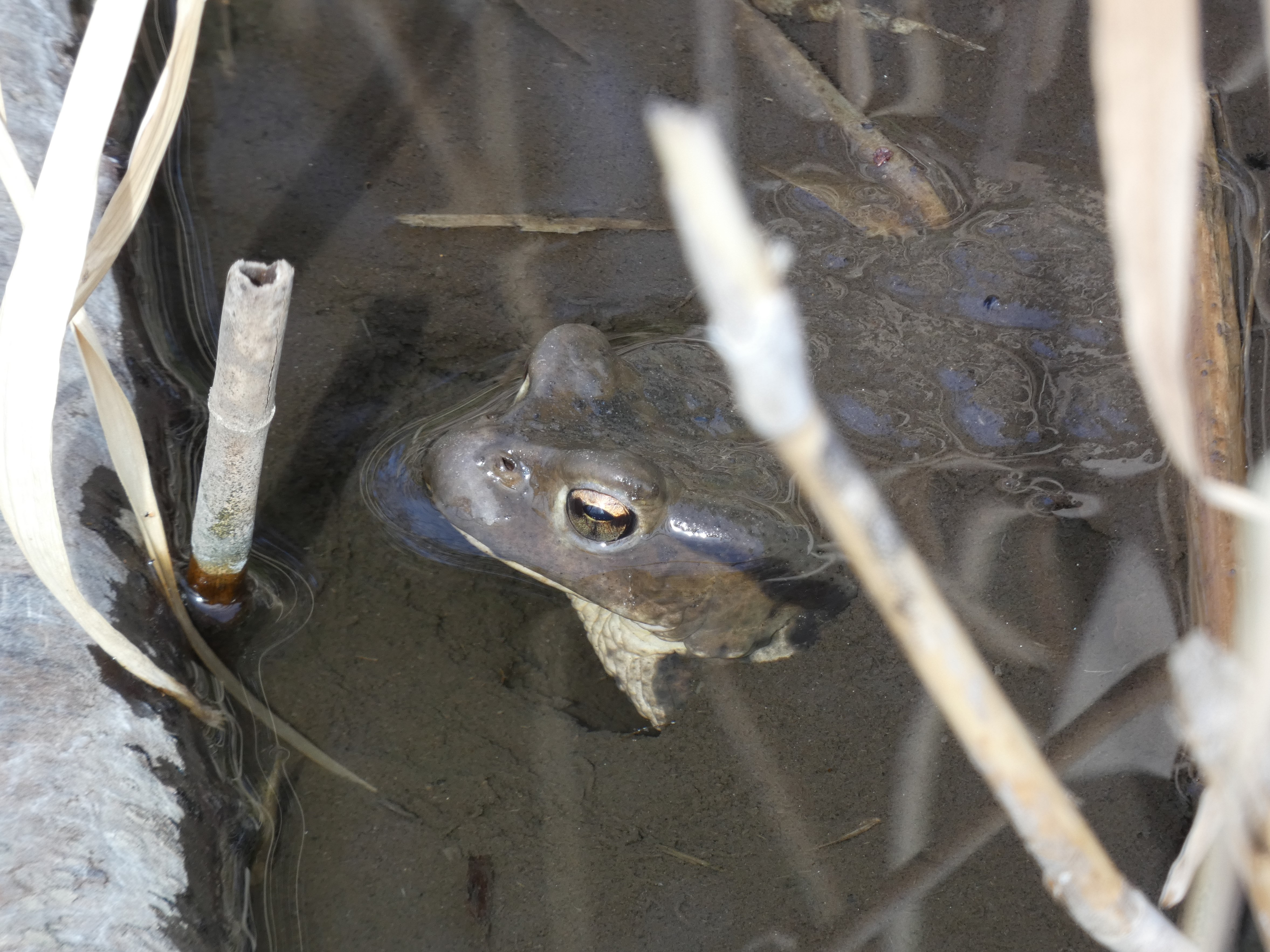 アズマヒキガエル