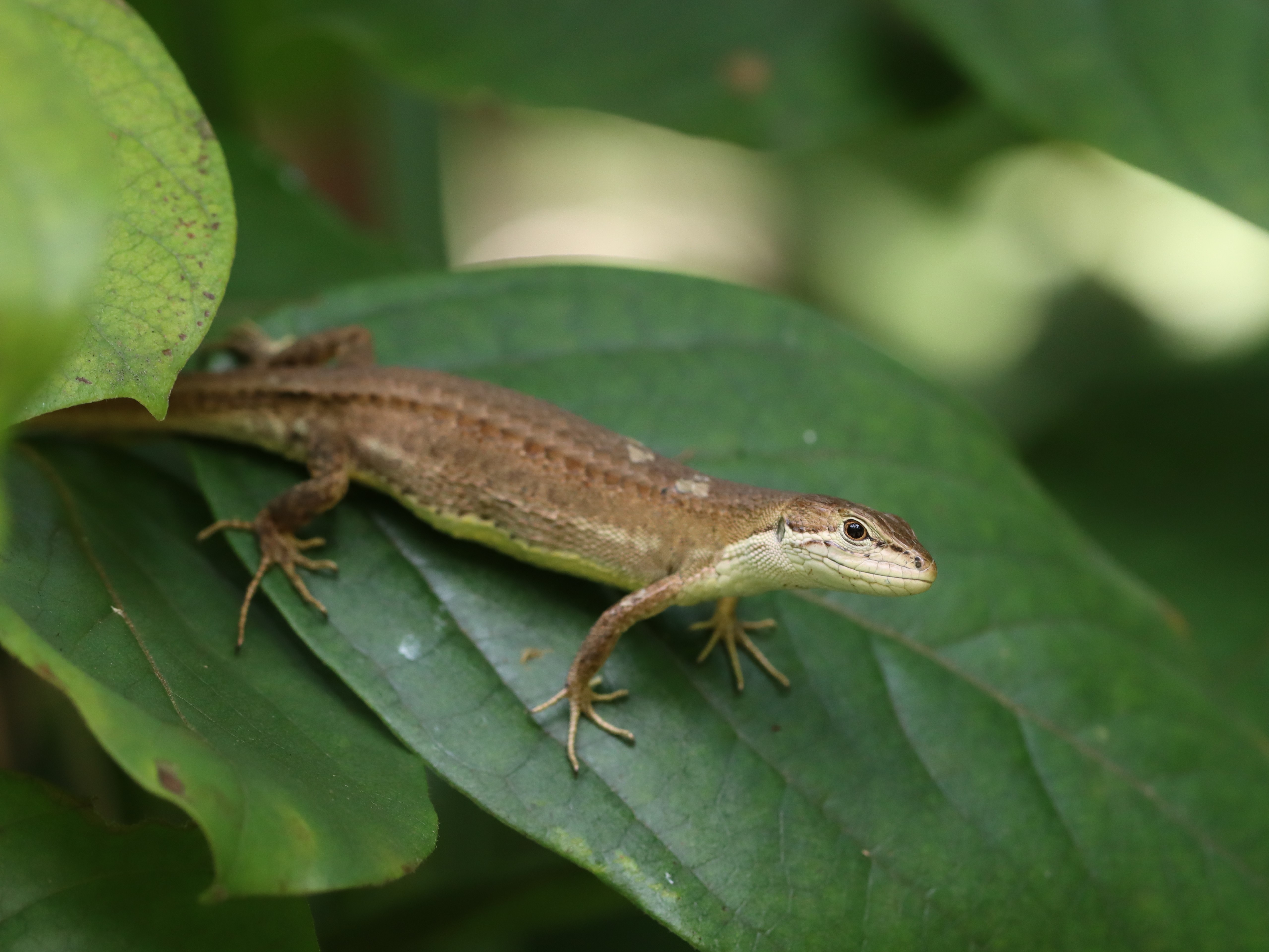 カナヘビ 新入荷 ナメハダフェニキアカナヘビ(Phoenicolacerta laevis
